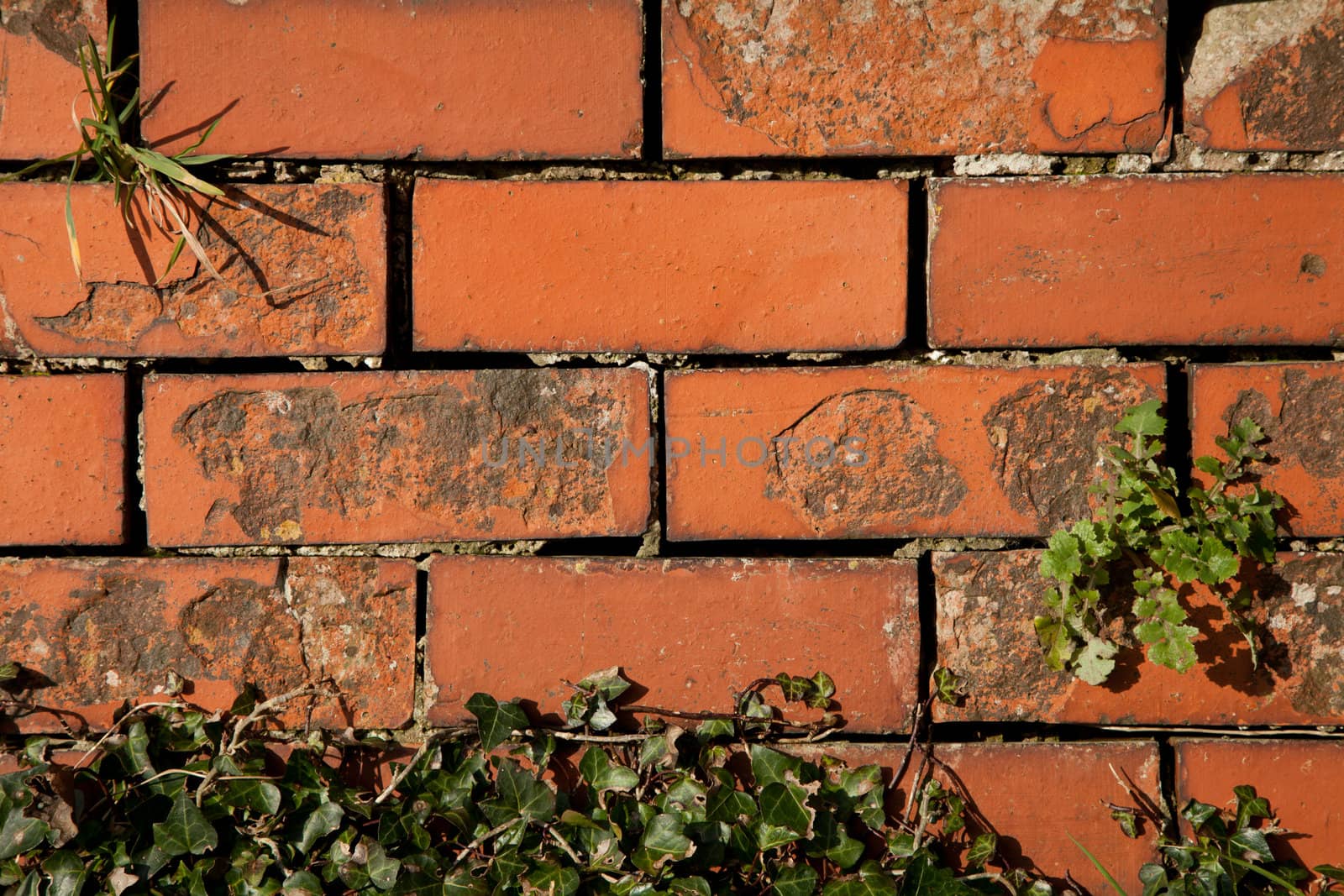 An old red brick wall with gaps and plants growing from it.