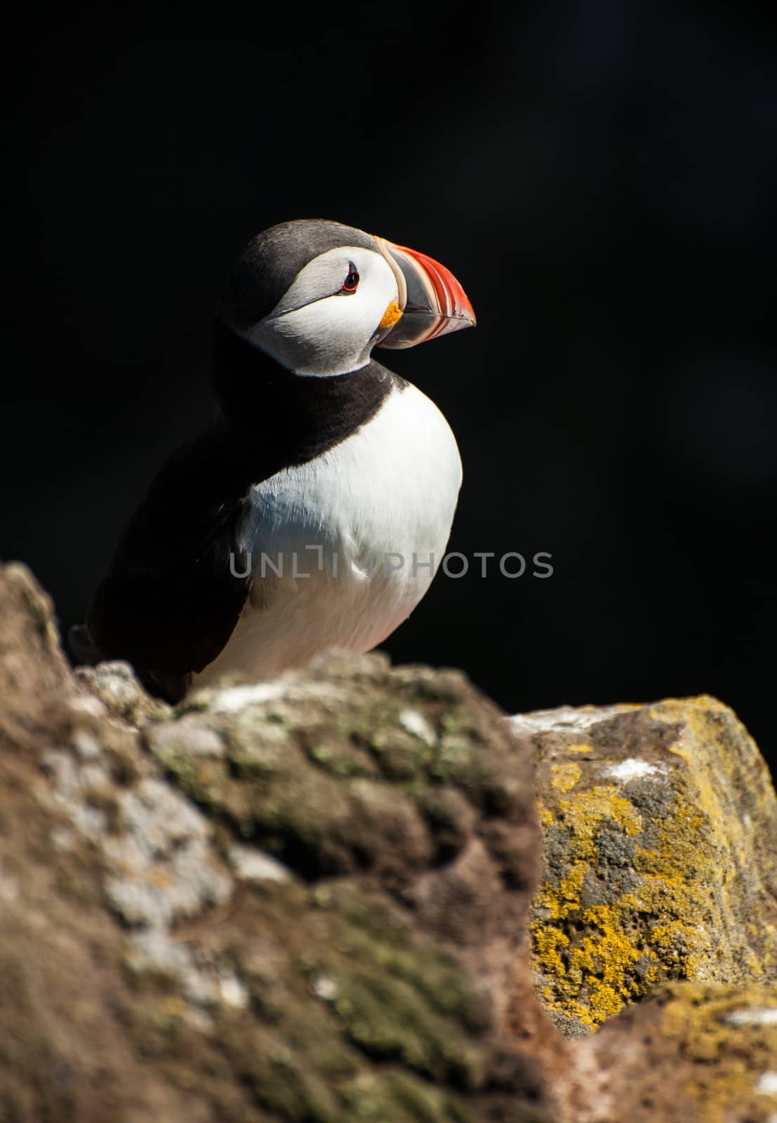 Puffin (Fratercula arctica) on the cliff against a dark background. West Fjords in the Iceland
