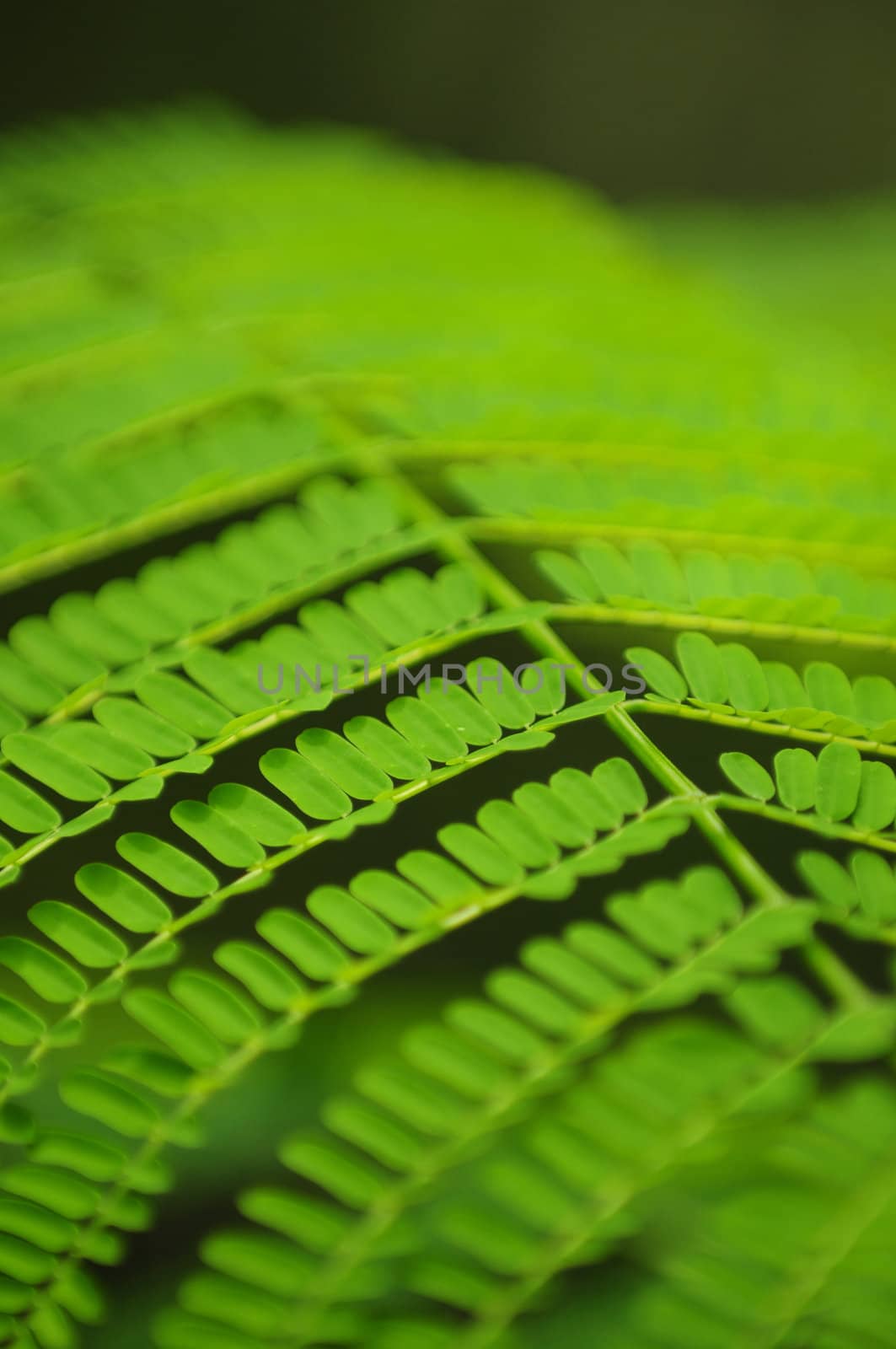 Close up image of natural green leaves