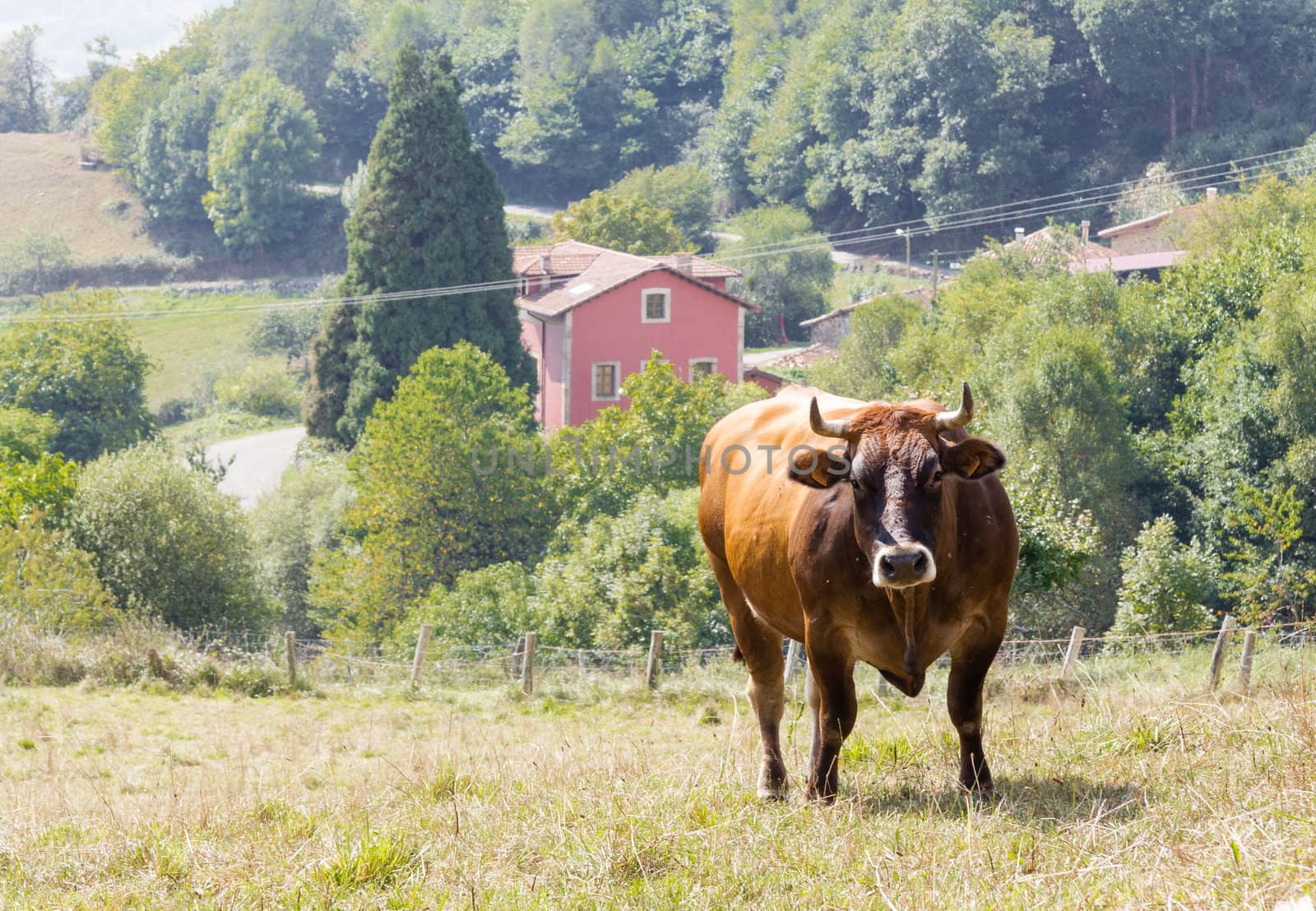 Brown cow grazing on a  meadow by doble.d