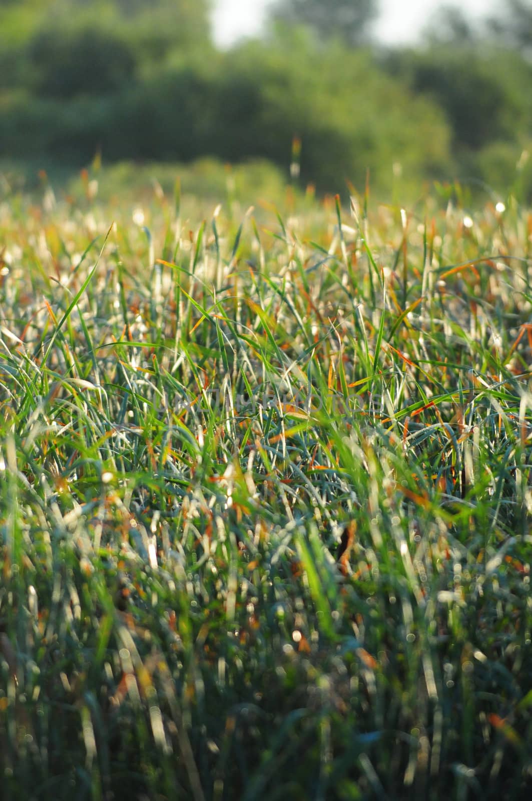 green grass landscape