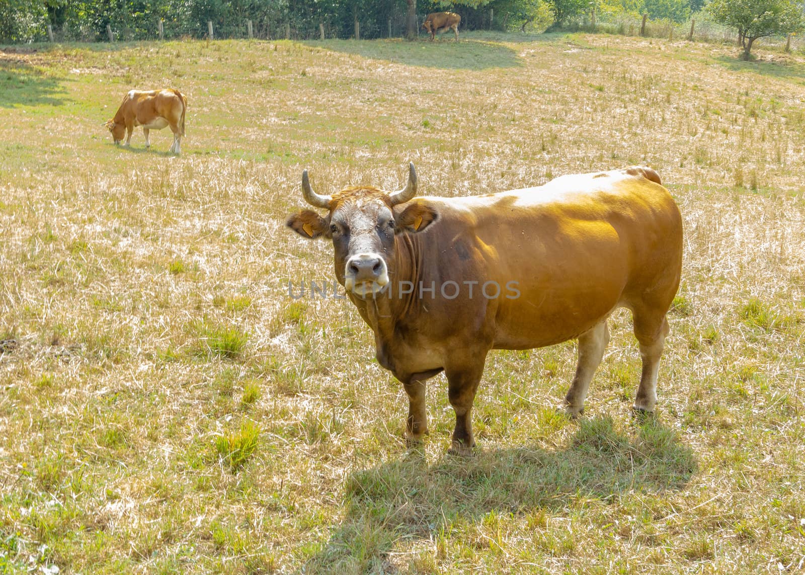 Brown cows grazing on a  meadow by doble.d