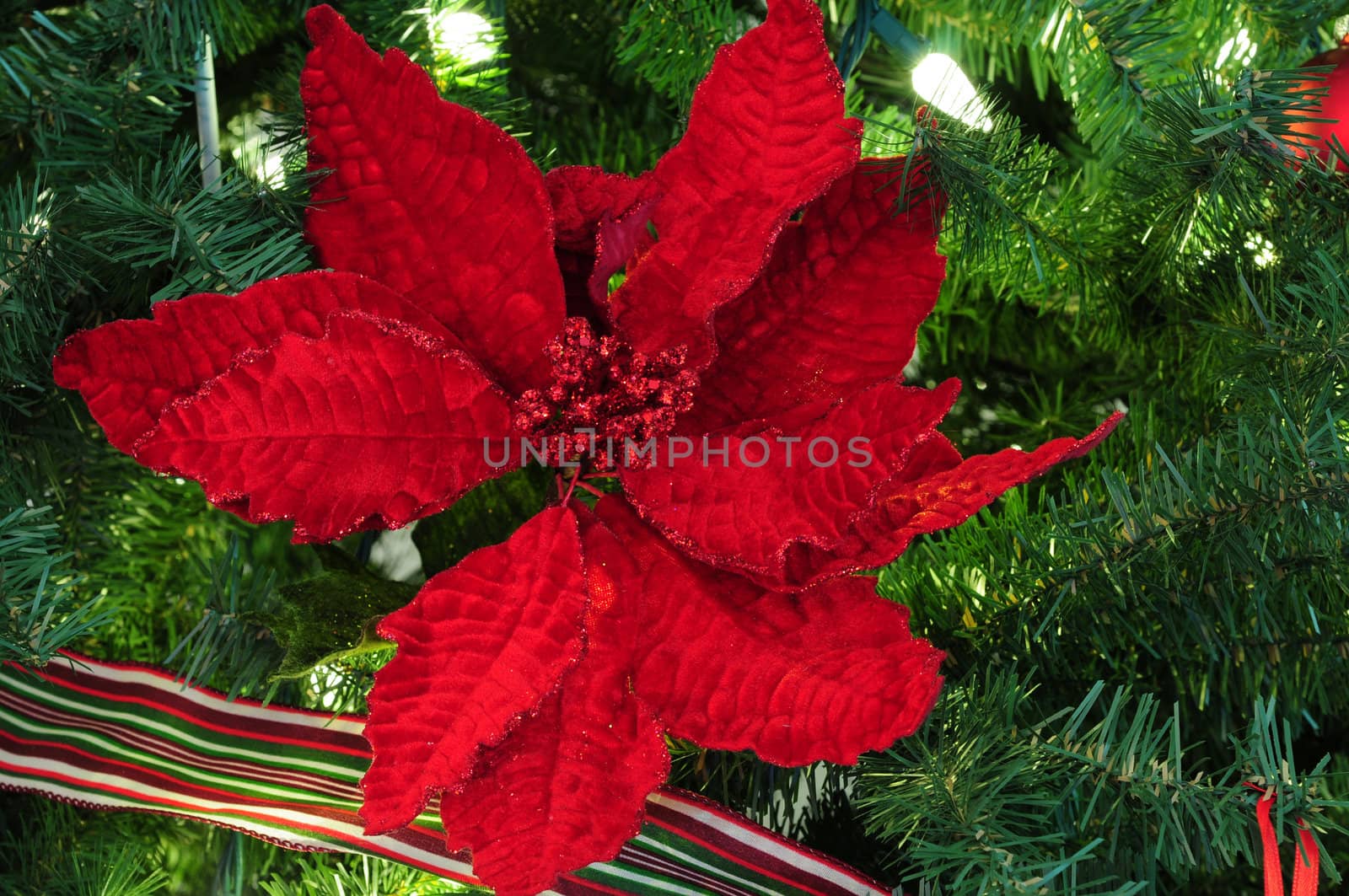 Red Poinsettia on Christmas tree