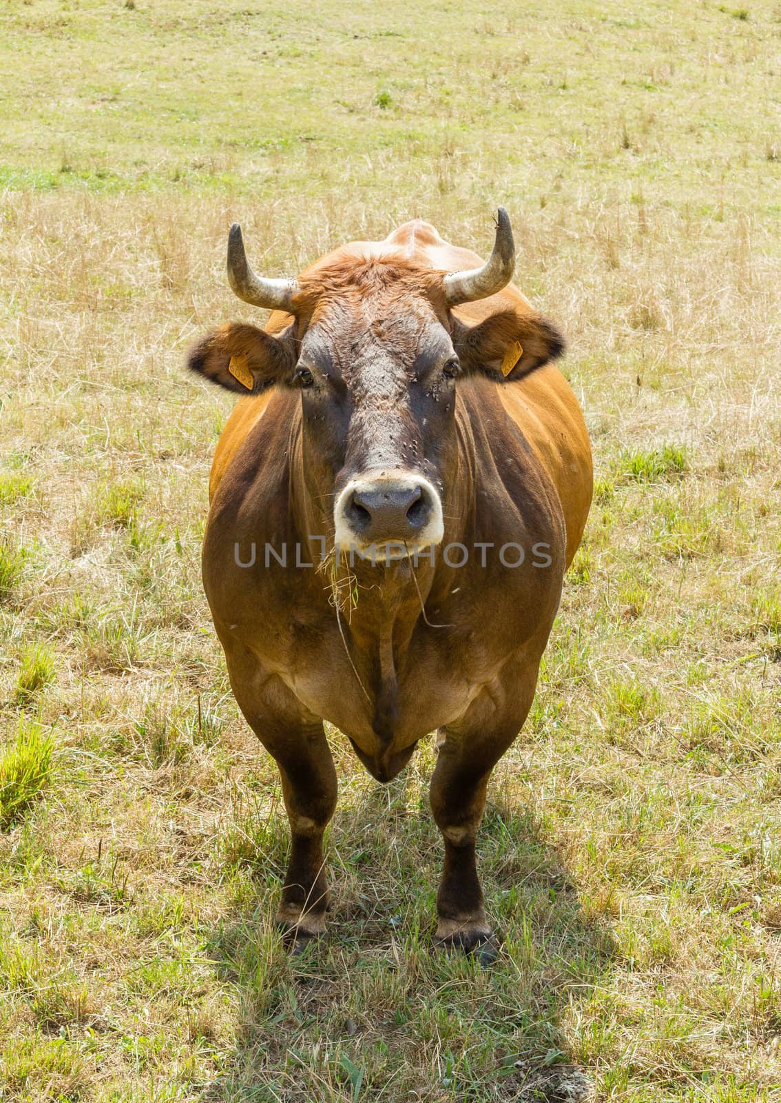 Brown cow grazing on a  meadow in Asturias, Spain