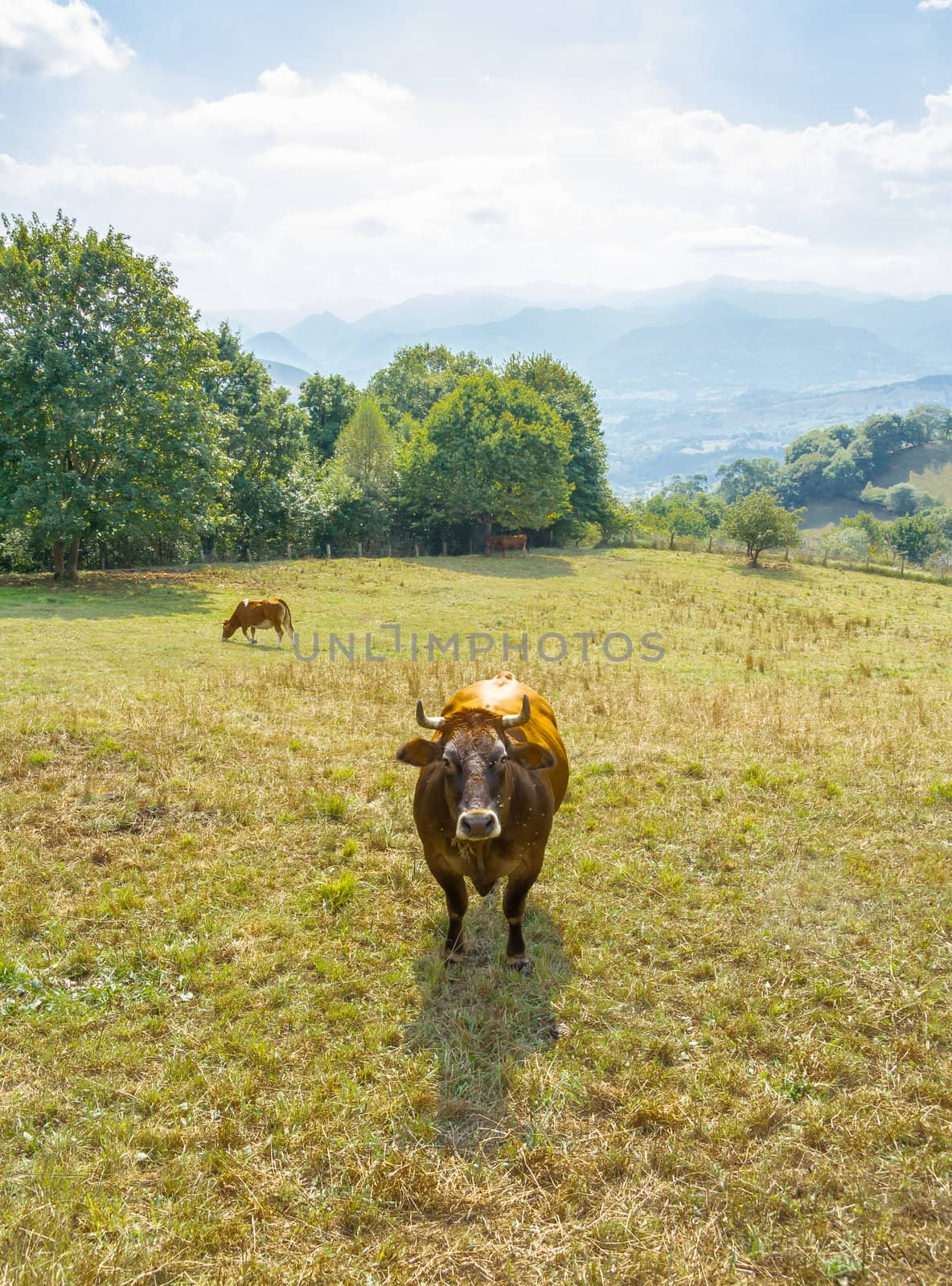 Brown cows grazing on a  meadow in Asturias, Spain