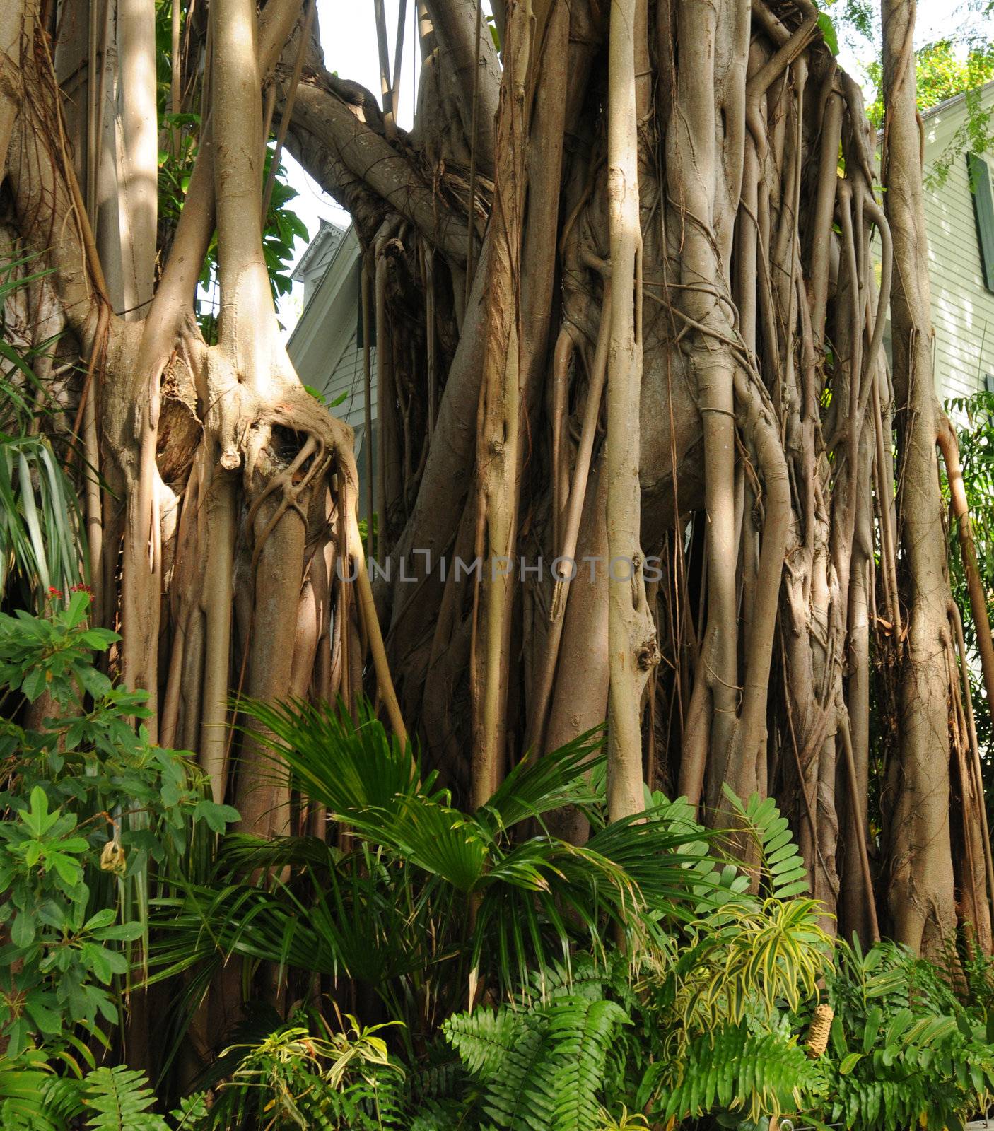 close up of banyan tree bark