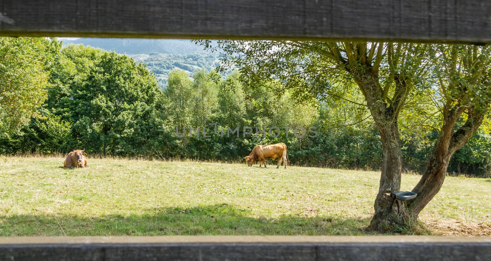 Brown cows grazing on a  meadow behind a fence by doble.d