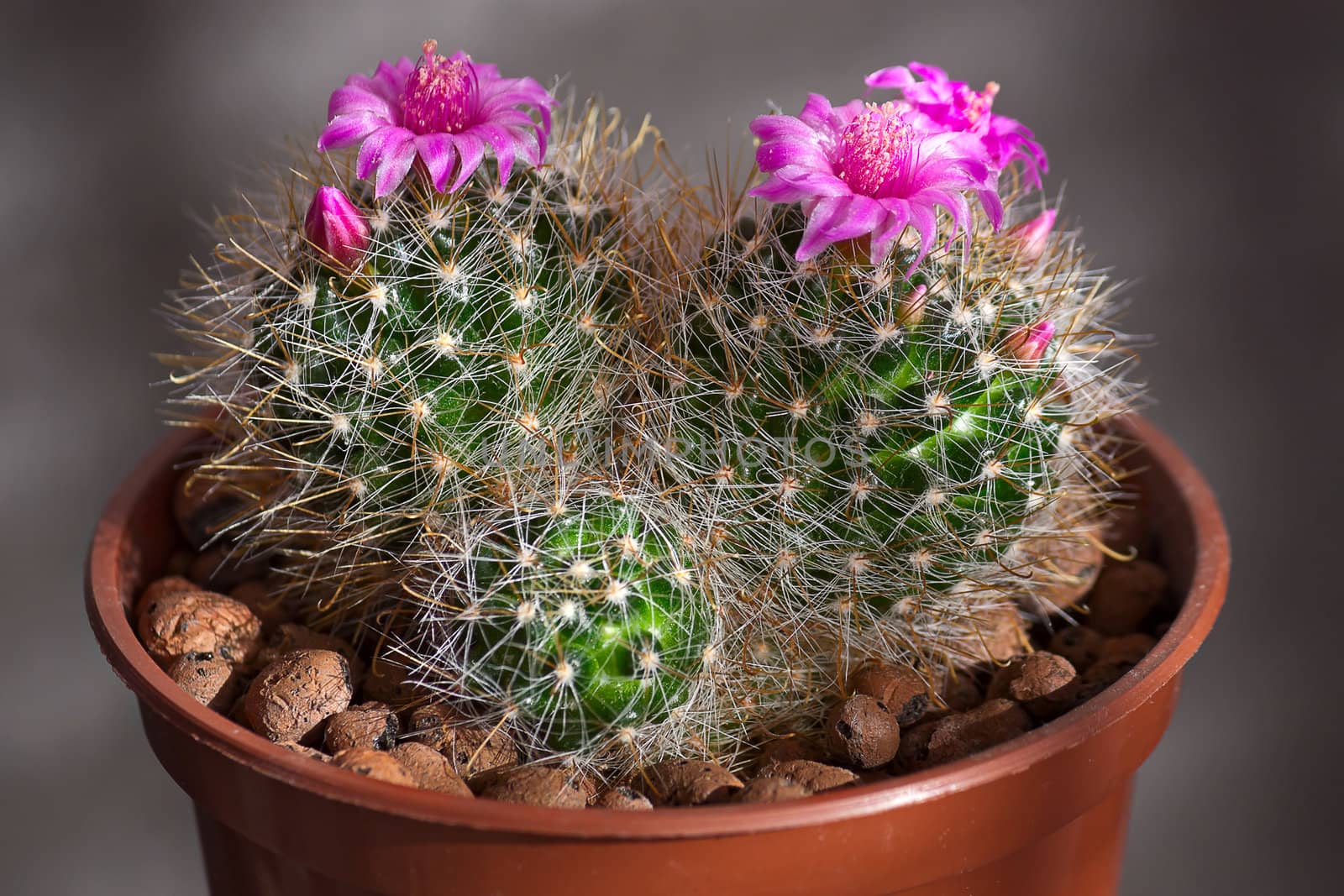 Cactus with flowers  on dark  background (Mammillaria).Image with shallow depth of field.