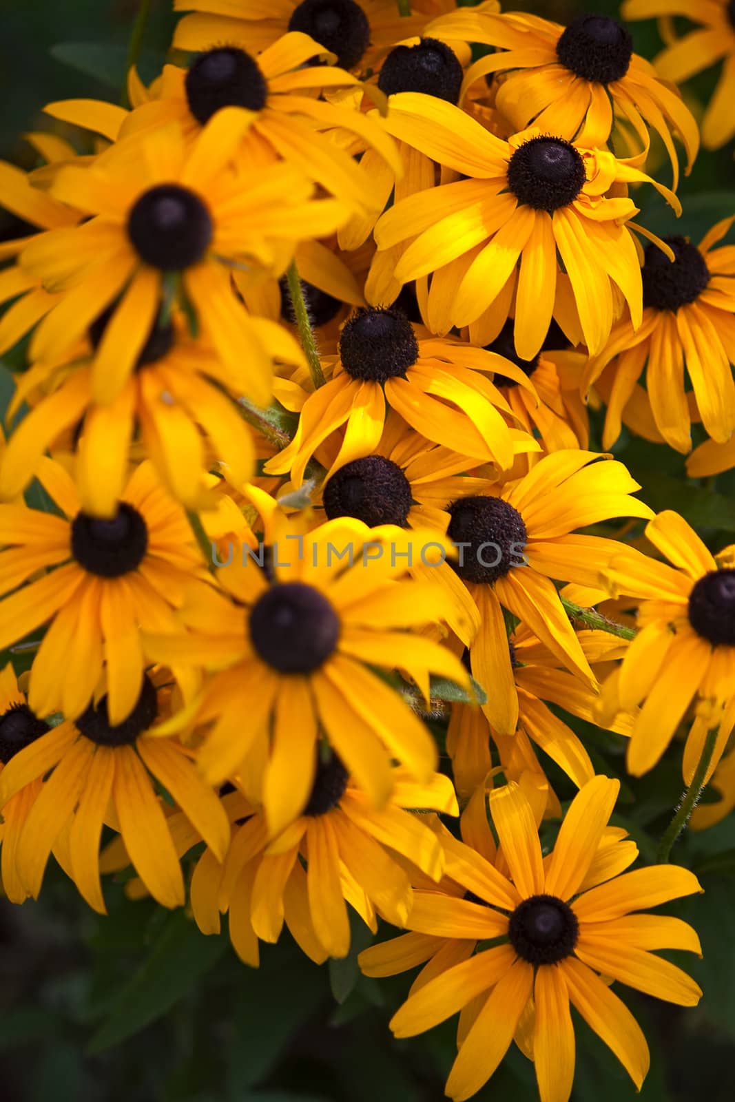 Beautiful bright floral background of yellow rudbeckia.