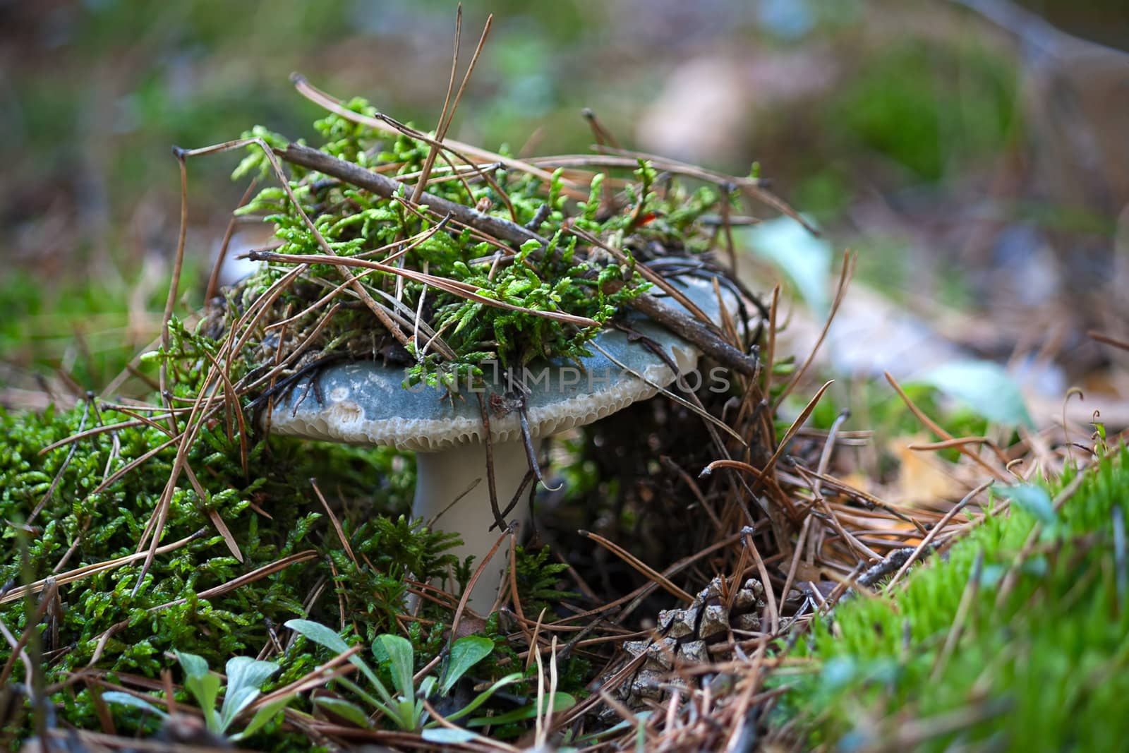 Mushroom in woods. Image with shallow depth of field.