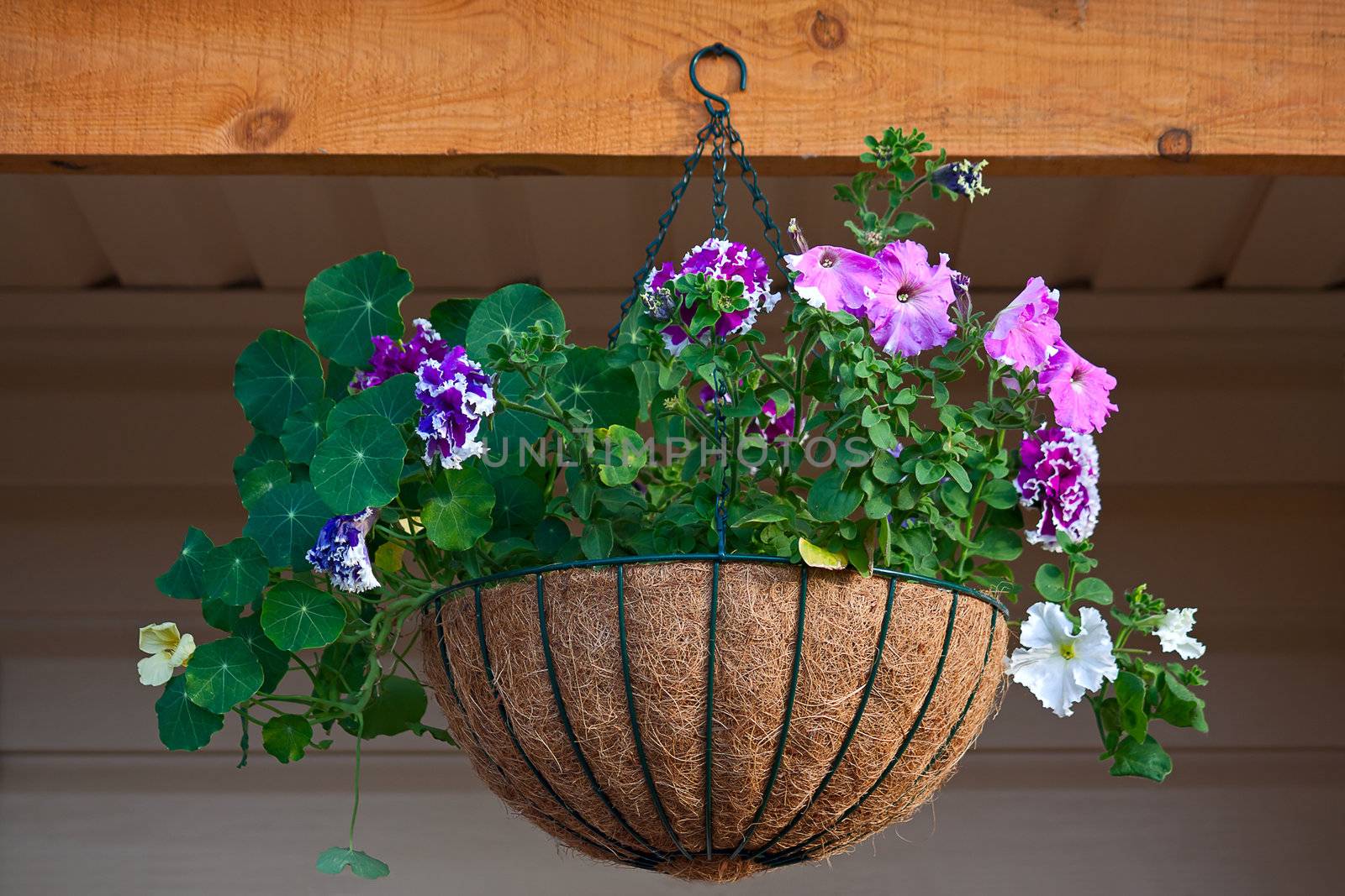 Colorful petunia in  hanging pot against  wall.