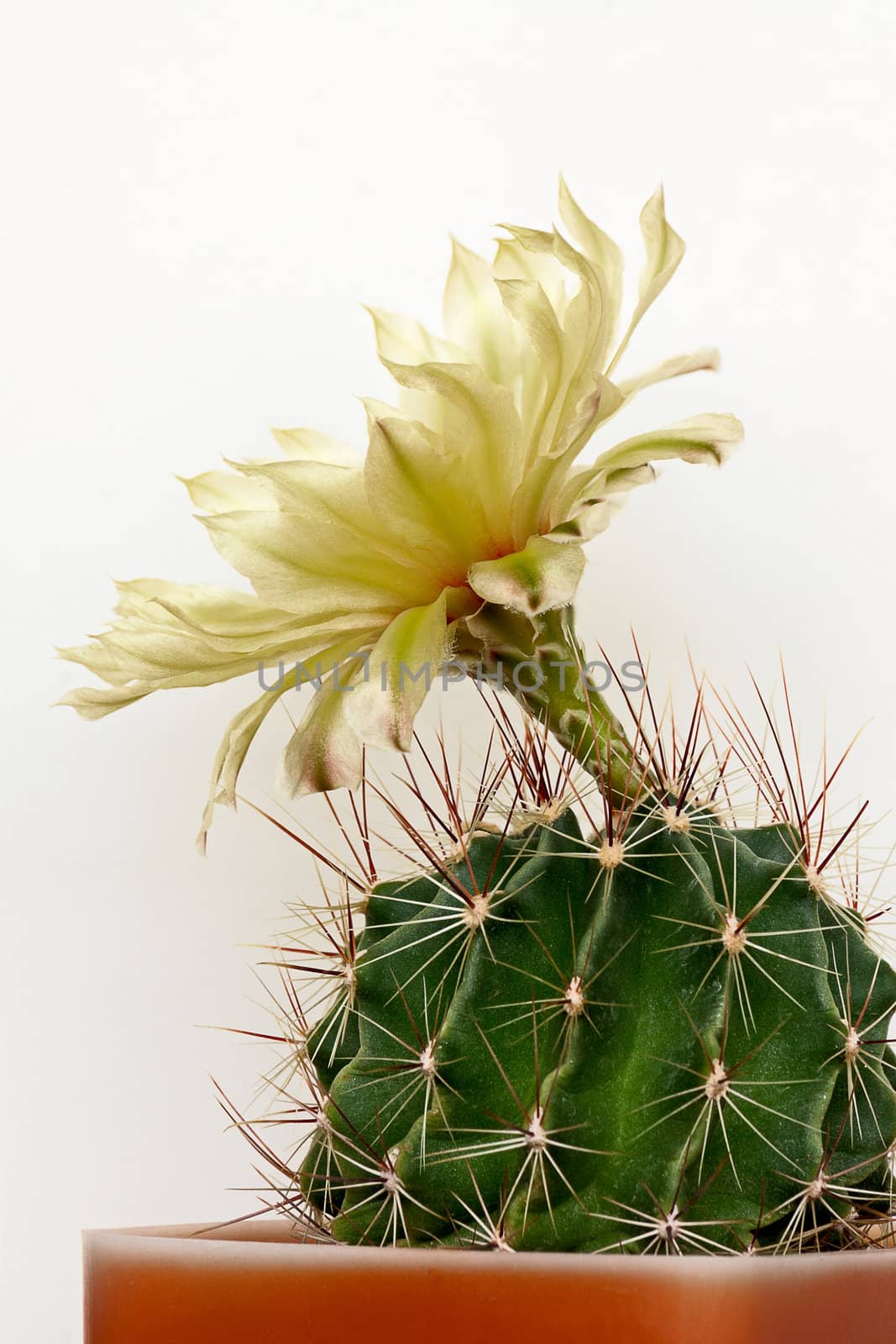 Cactus with flowers  on dark  background (Notocactus).Image with shallow depth of field.