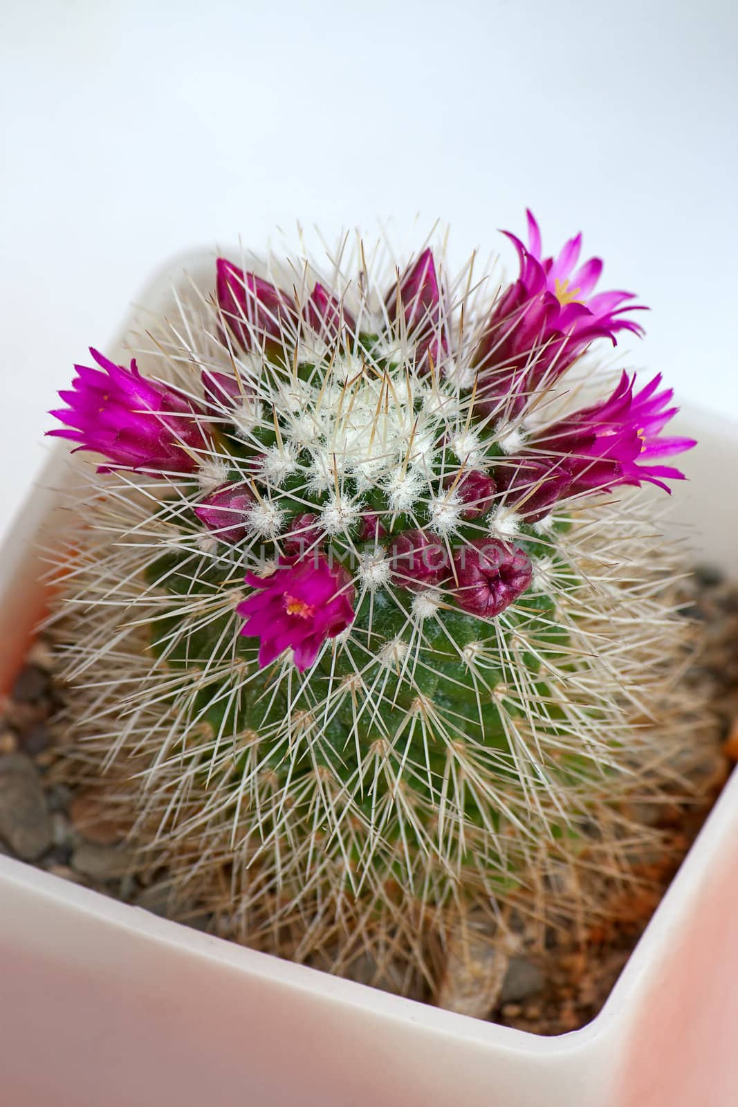 Cactus with flowers  on light  background (Mammillaria).Image with shallow depth of field.