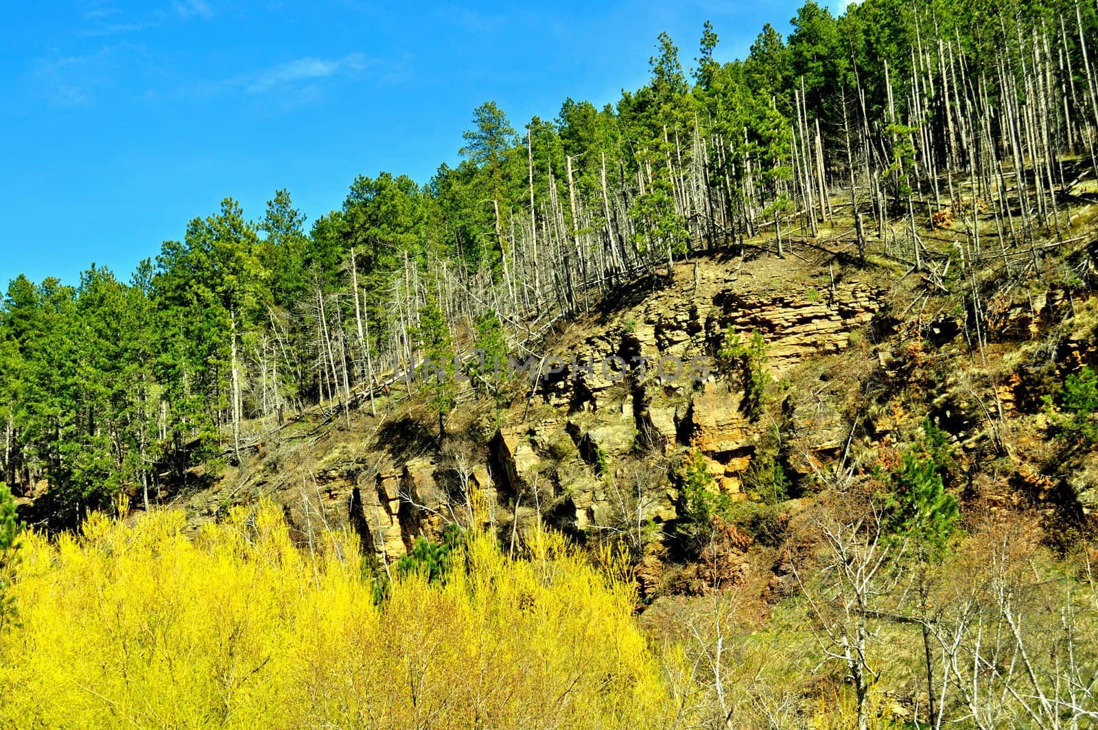 Black Hills South Dakota