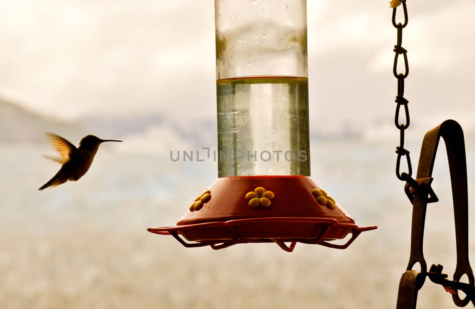 Hummingbird flaps wings