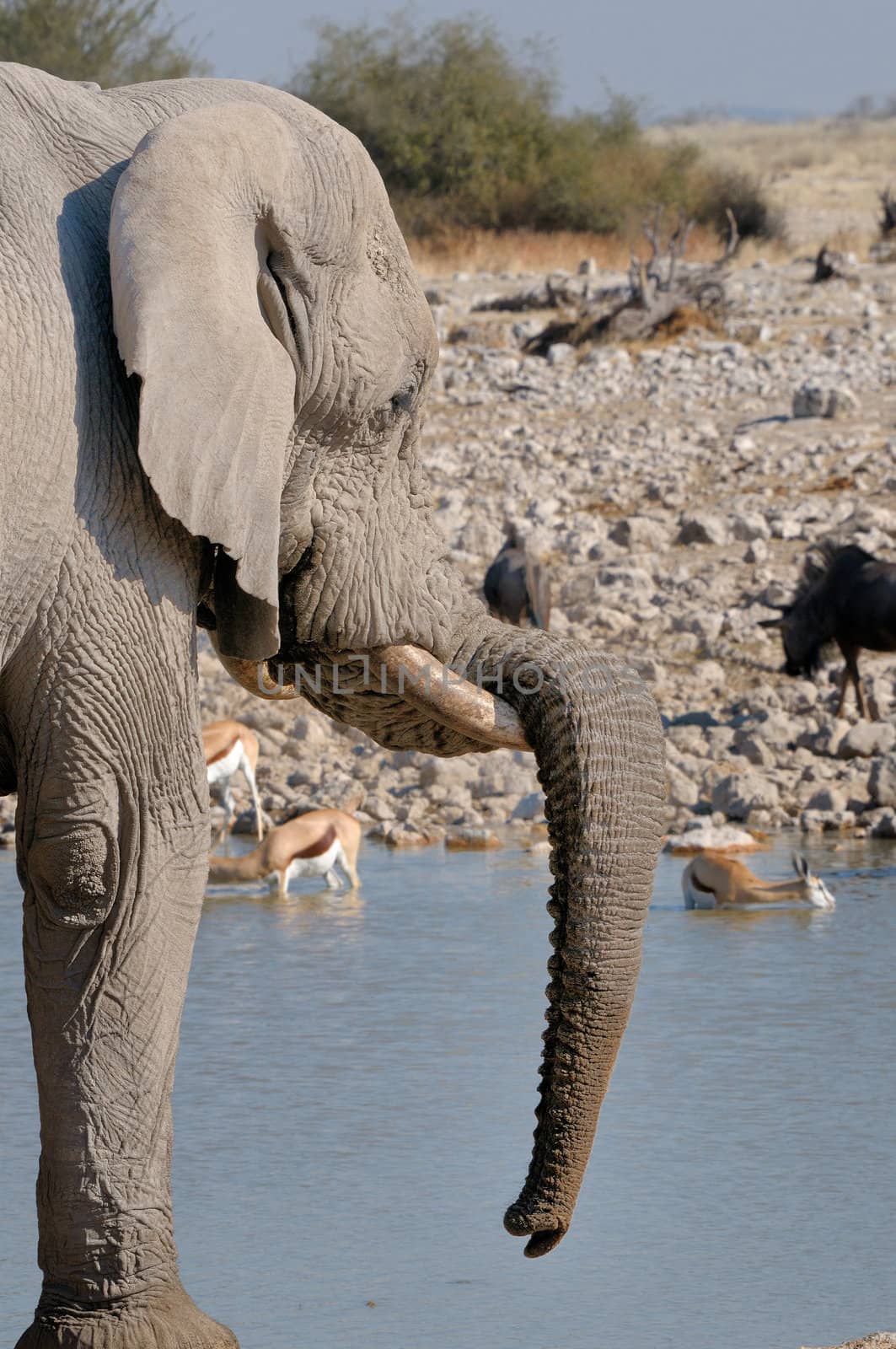 Elephant resting it's trunk on tusk in the Etosha National Park, Namibia