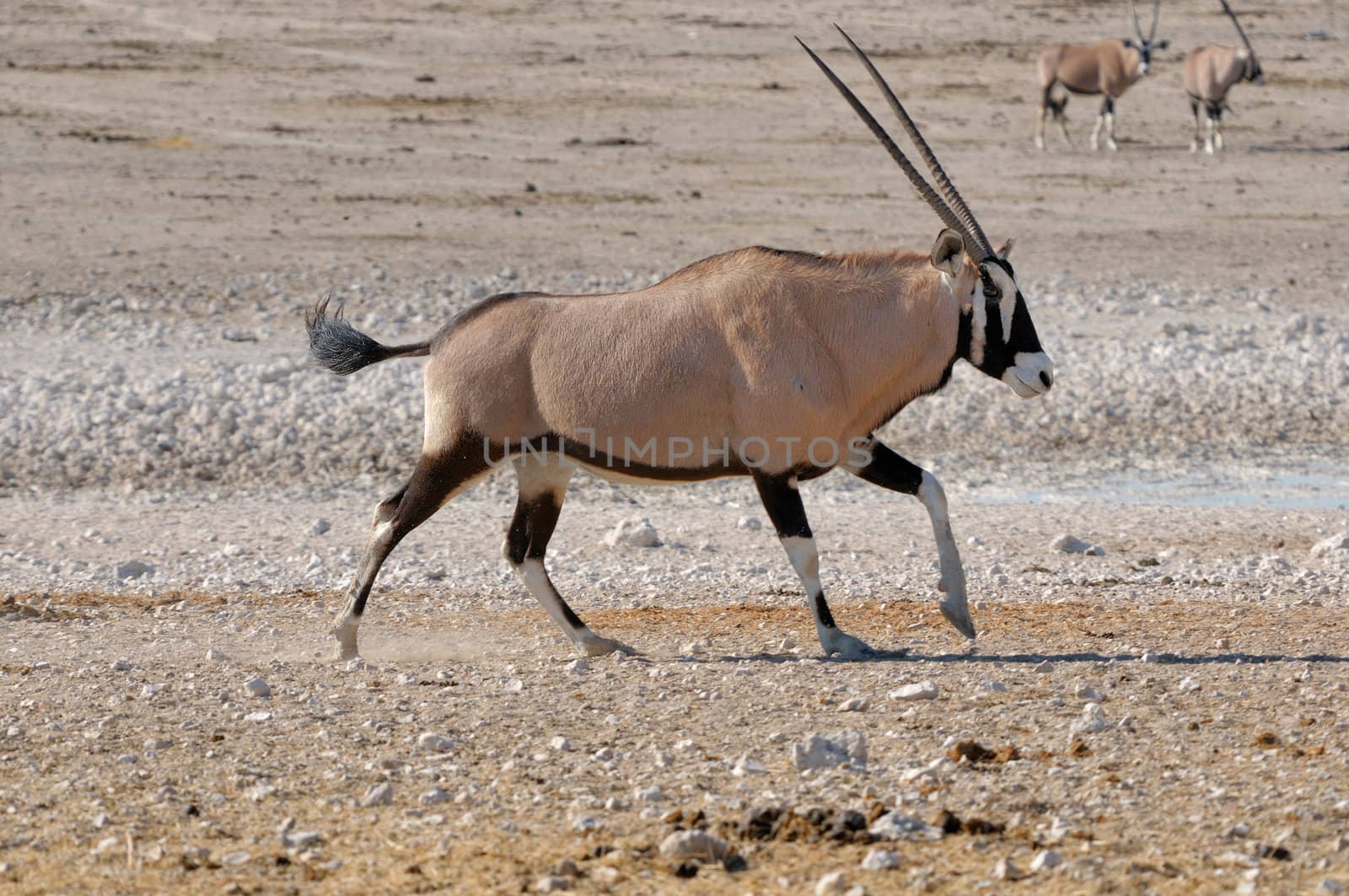 Orix (Gemsbok) running Nebrownii waterhole, Etosha National Park, Namibia