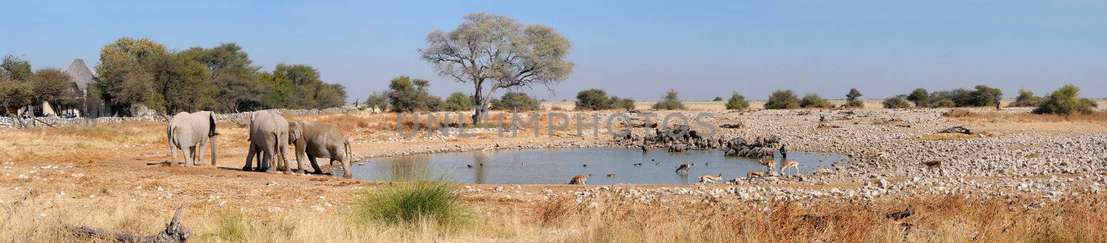 Panorama from four photos of Okaukeujo waterhole, Etosha National Park, Namibia