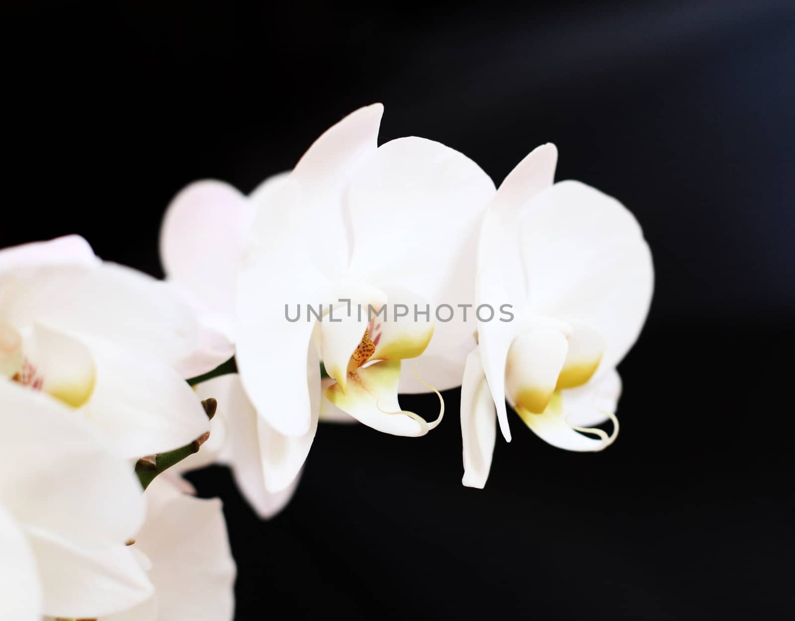 close up of white orchid - phalaenopsis flower