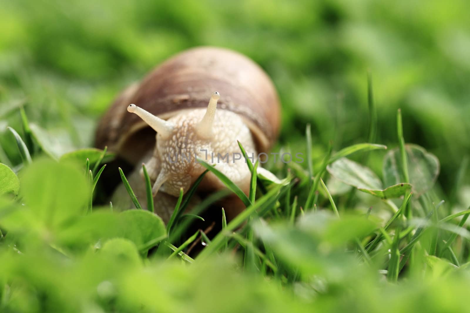 Crawler snail. Creeper snail after rain on the grass. Helix pomatia.
