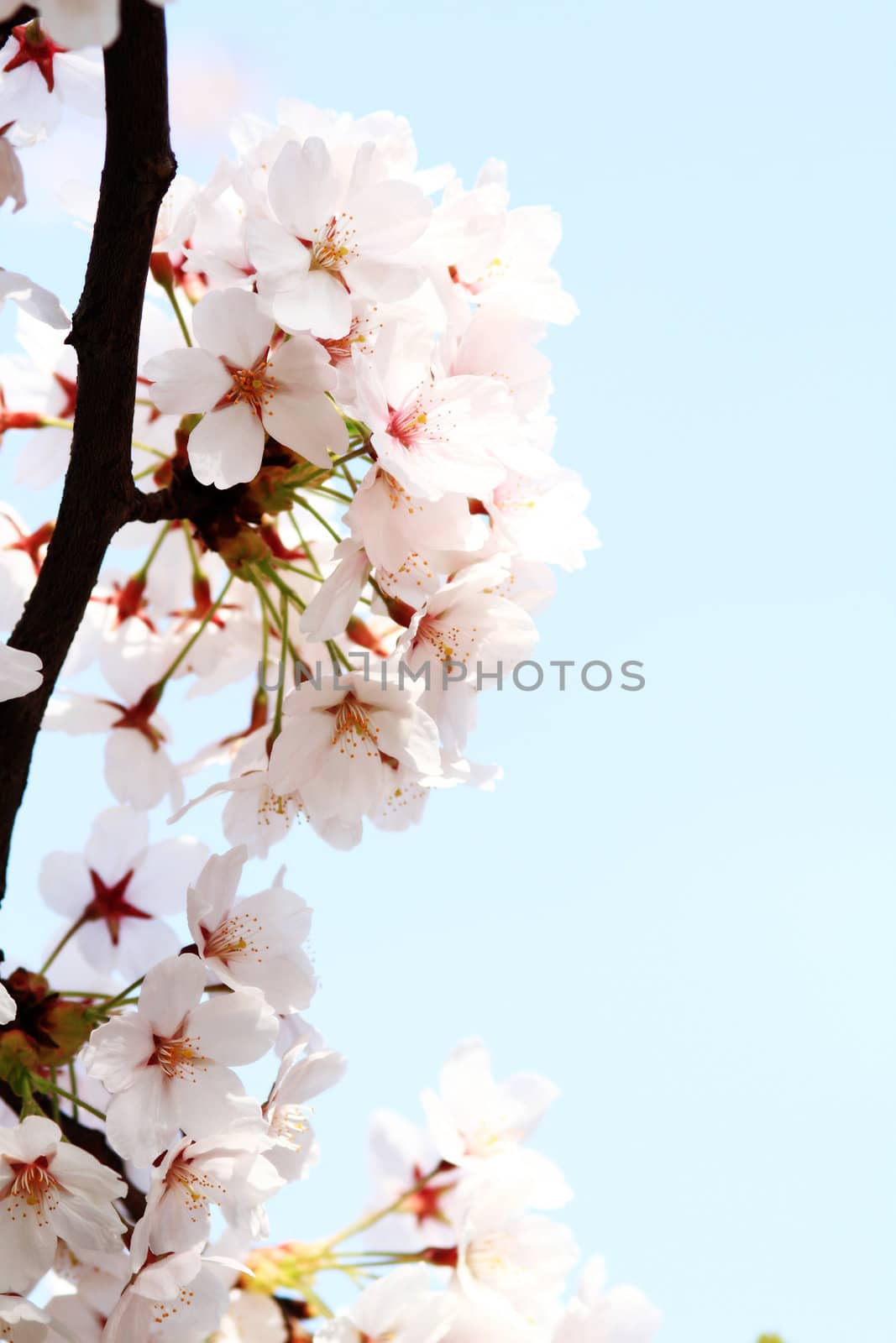 Cherry blossom against a blue background