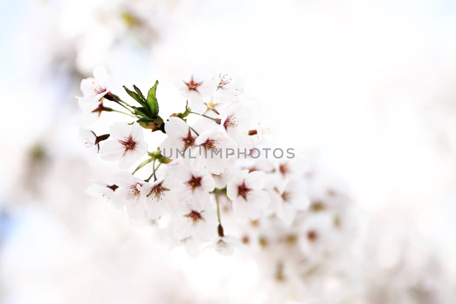 Cherry blossom against (background)