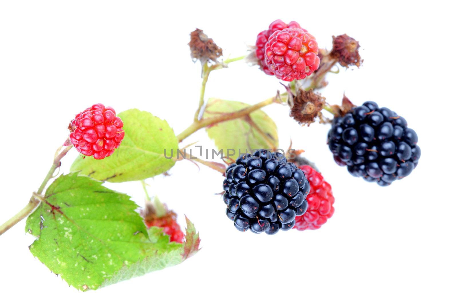 ripe and red blackberries against white background