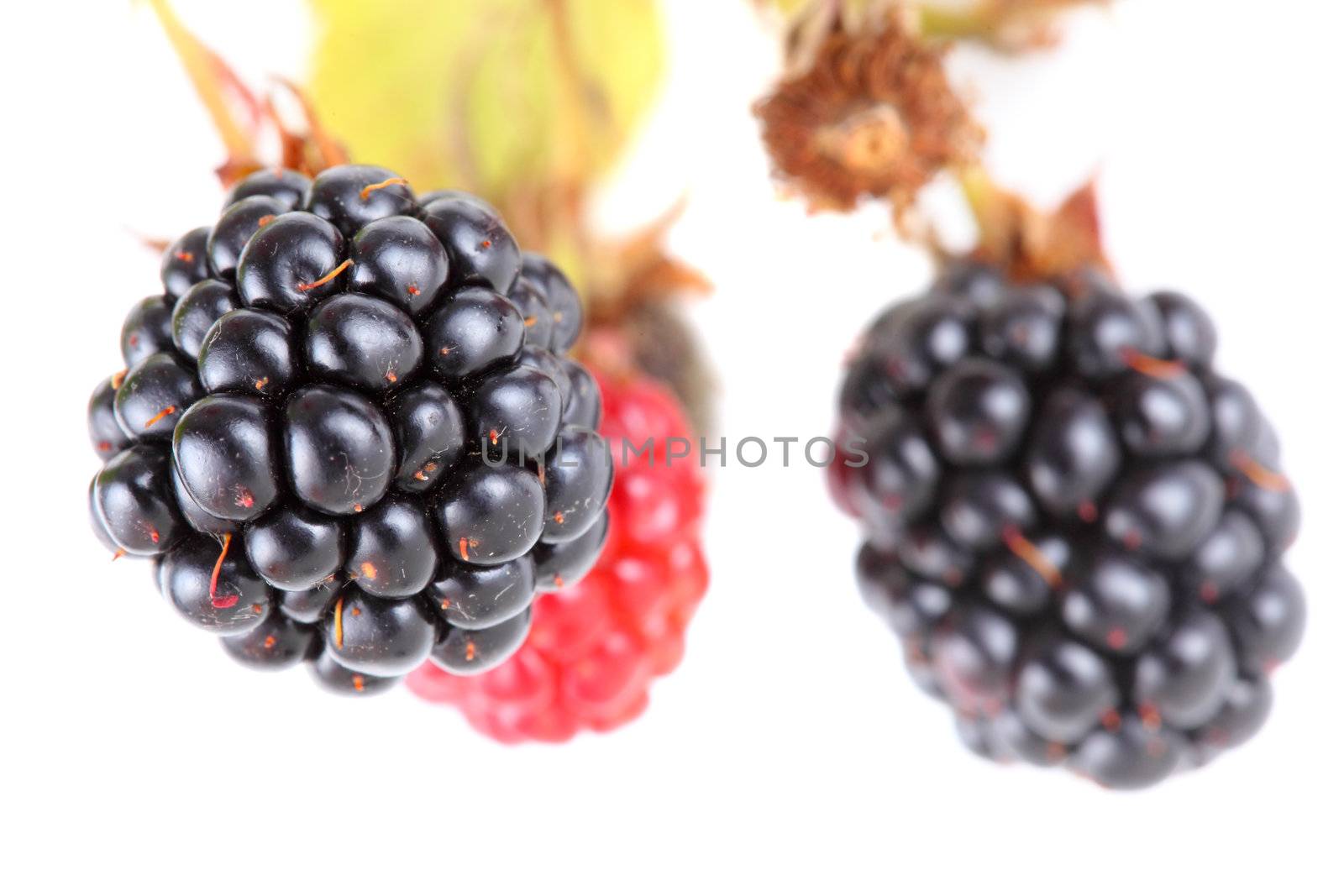 ripe and red blackberries against white background