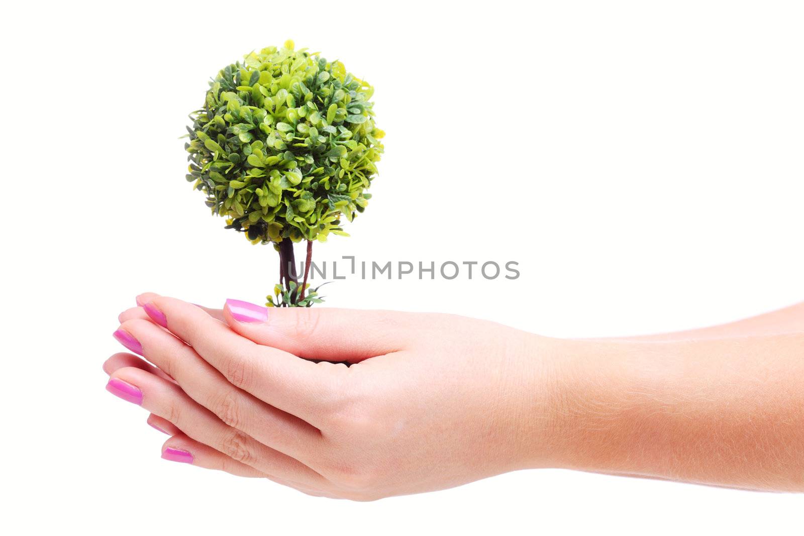 hands holding a plant concept, isolated on white background