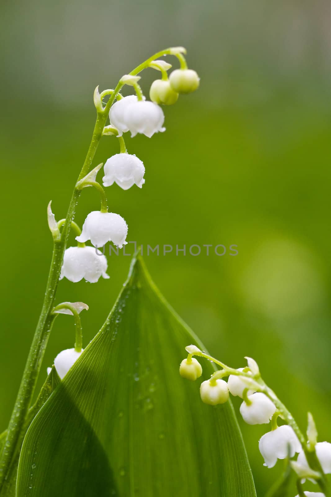 Lilies of the valley closeup by Gbuglok