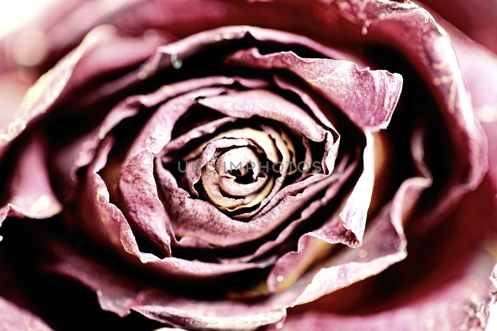 abstract close up shot of a dry red rose