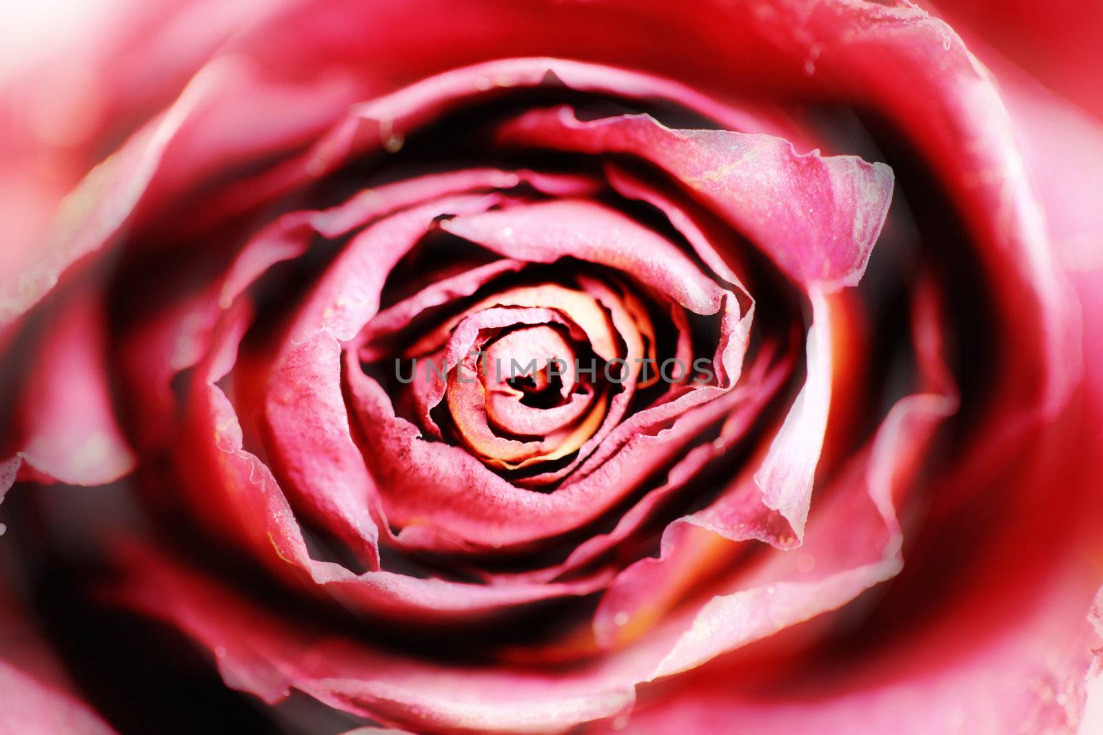 abstract close up shot of a red rose