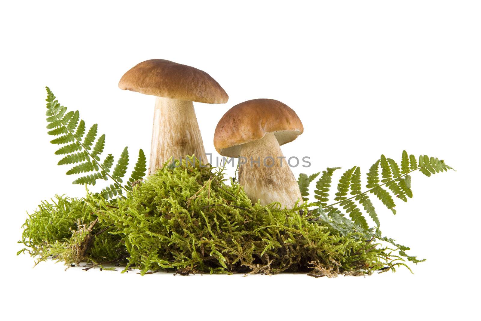 Two fresh porcini mushrooms in a green moss isolated on white