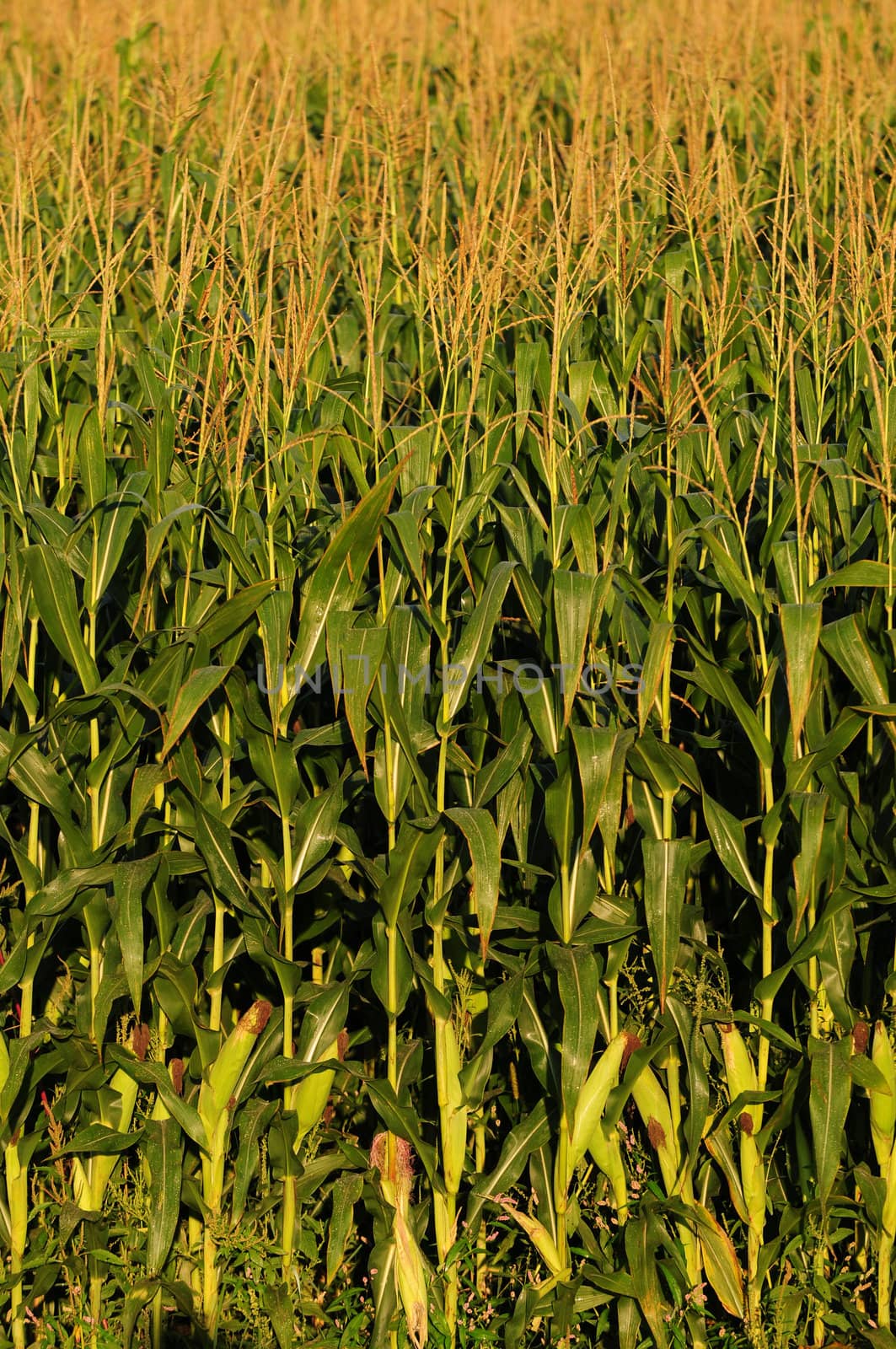 Corn stalks on a farm in rural countryside