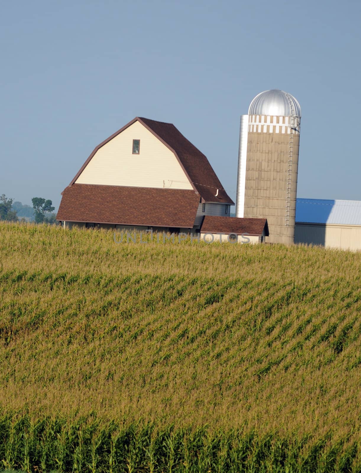 Corn stalks on a farm with silo and barn in rural countryside
