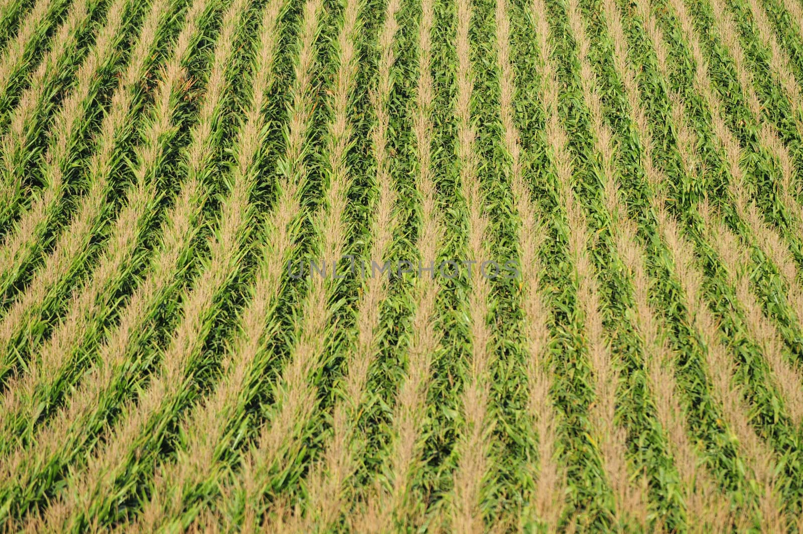 Corn plants and agriculture on a farm in the Midwest