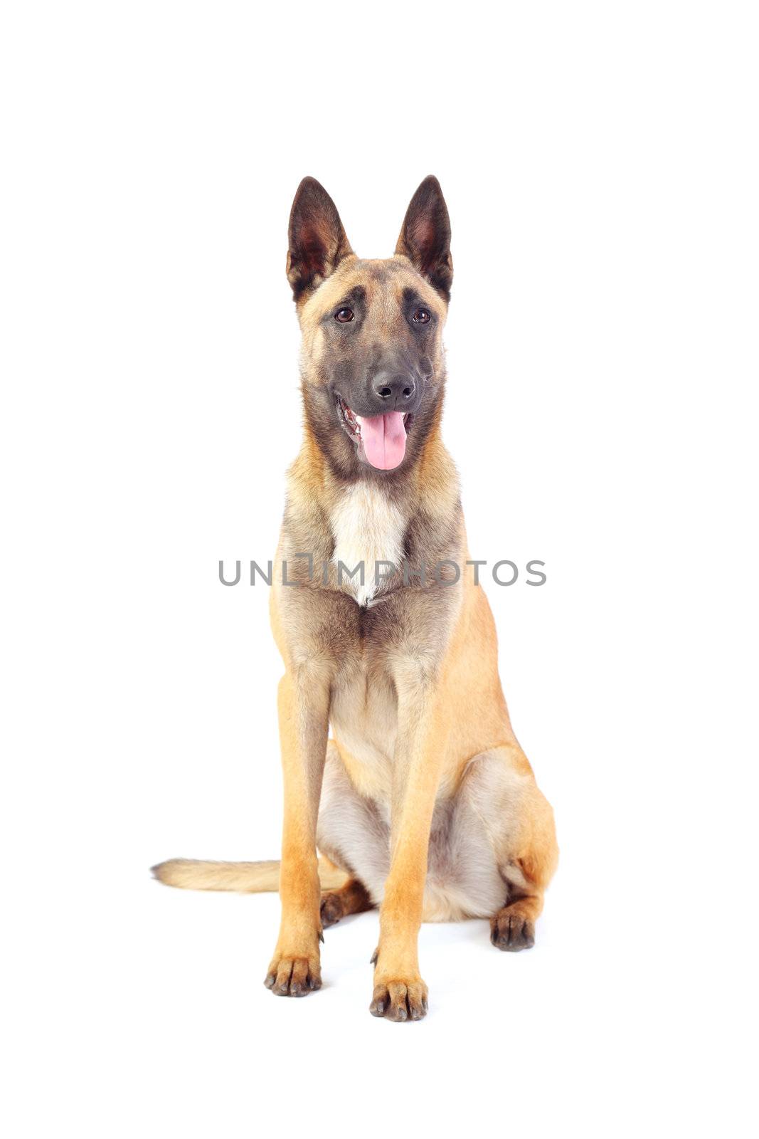 belgian shepherd dog by kokimk