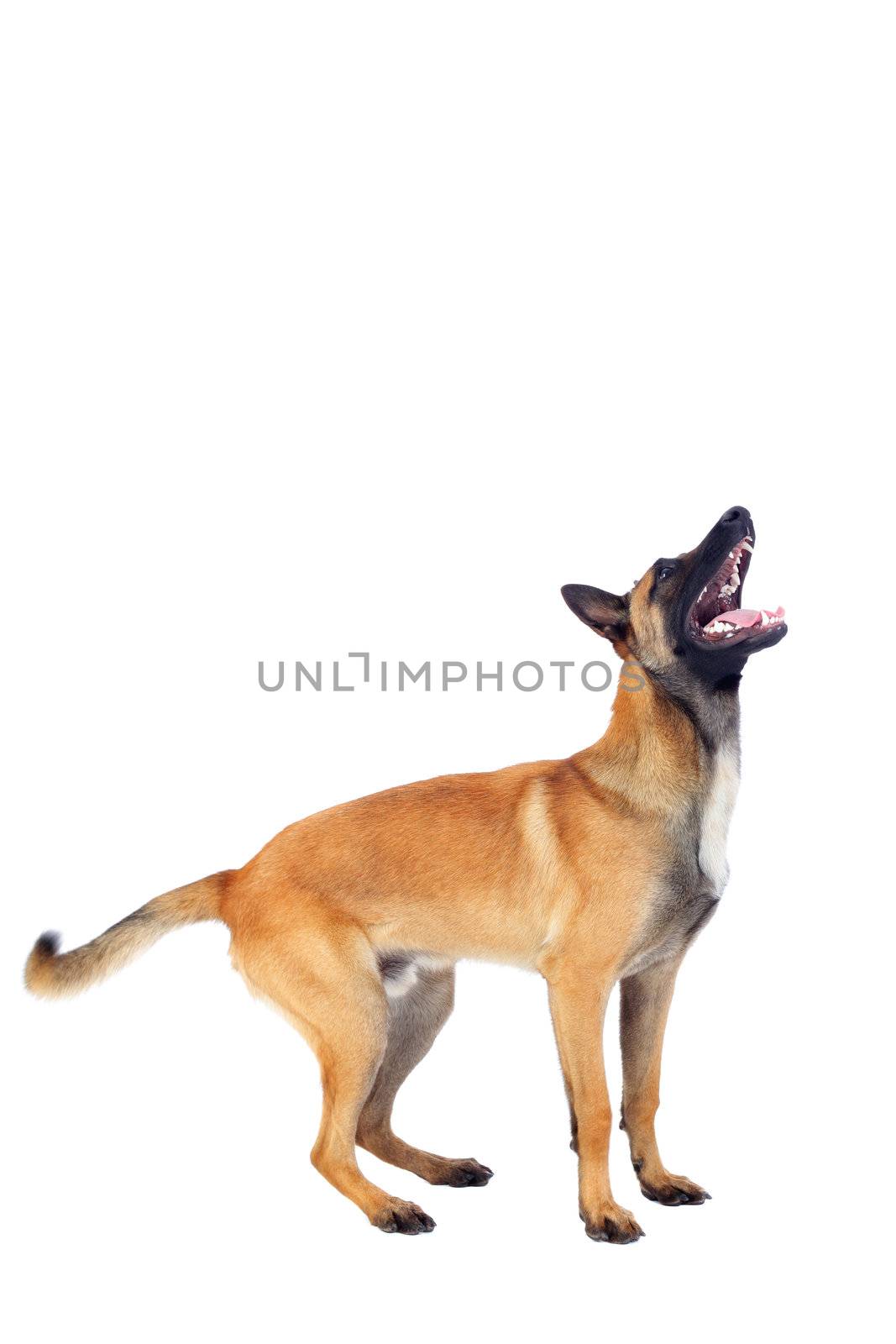 belgian shepherd dog isolated on white background