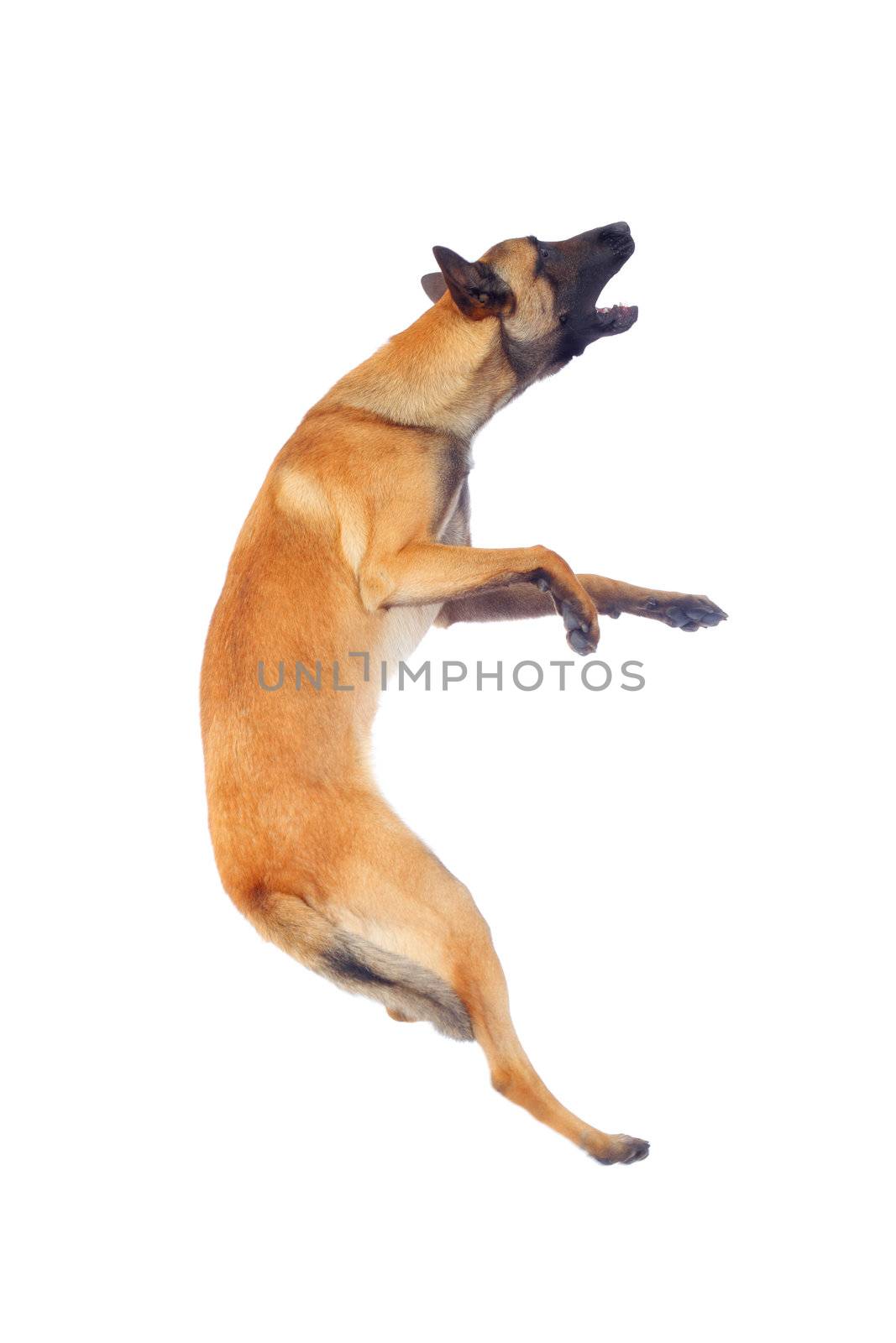 belgian shepherd dog by kokimk