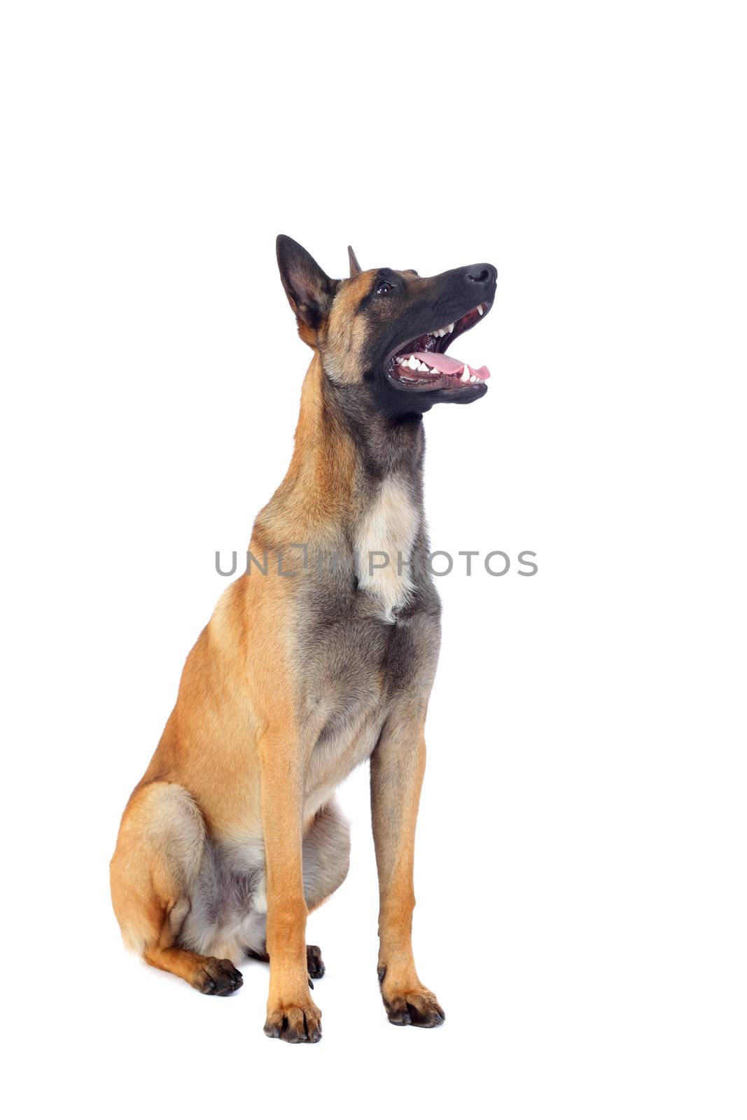 belgian shepherd dog by kokimk