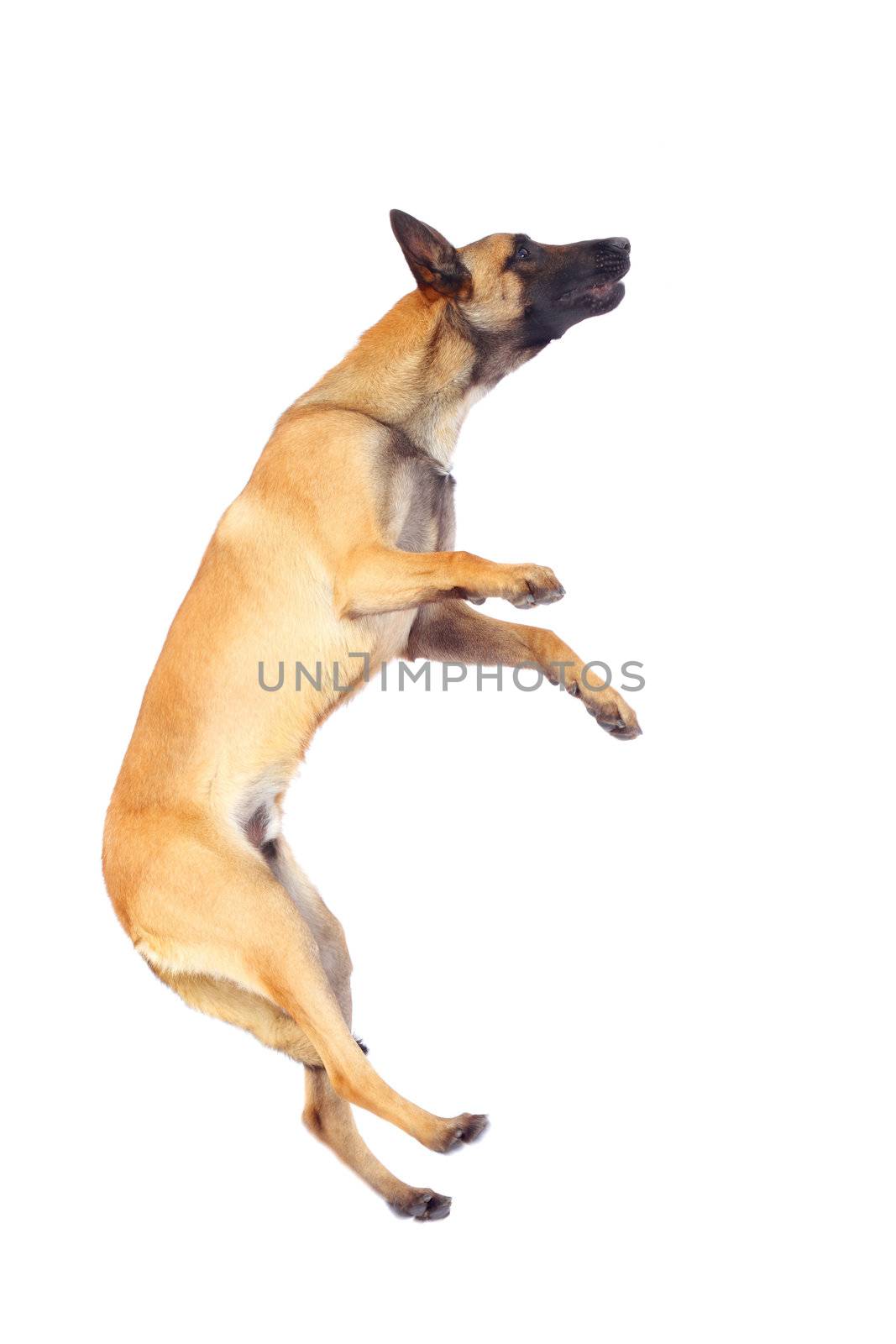 belgian shepherd dog jumping against white background