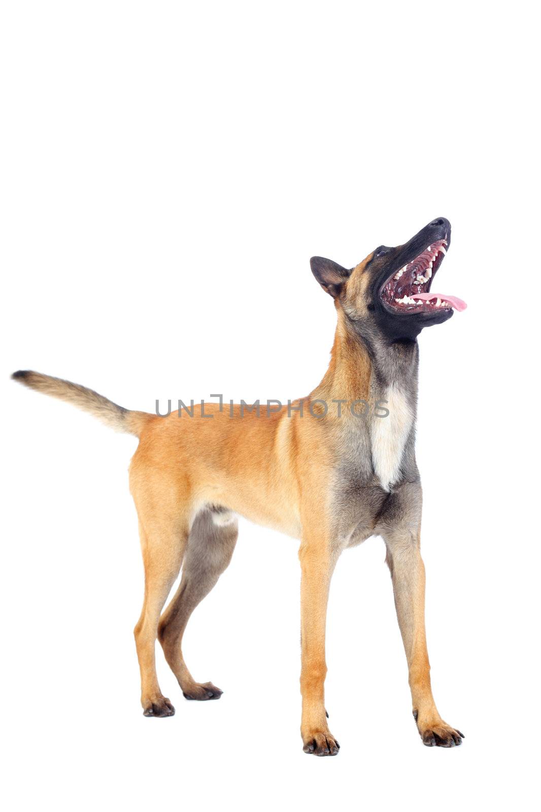 belgian shepherd dog by kokimk