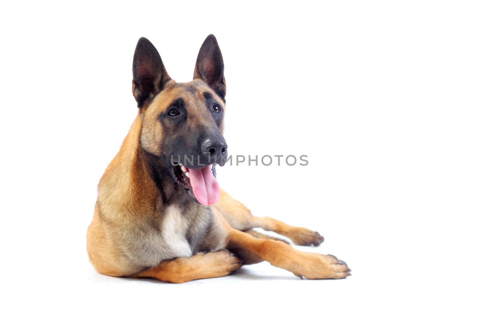 belgian shepherd dog isolated on white background