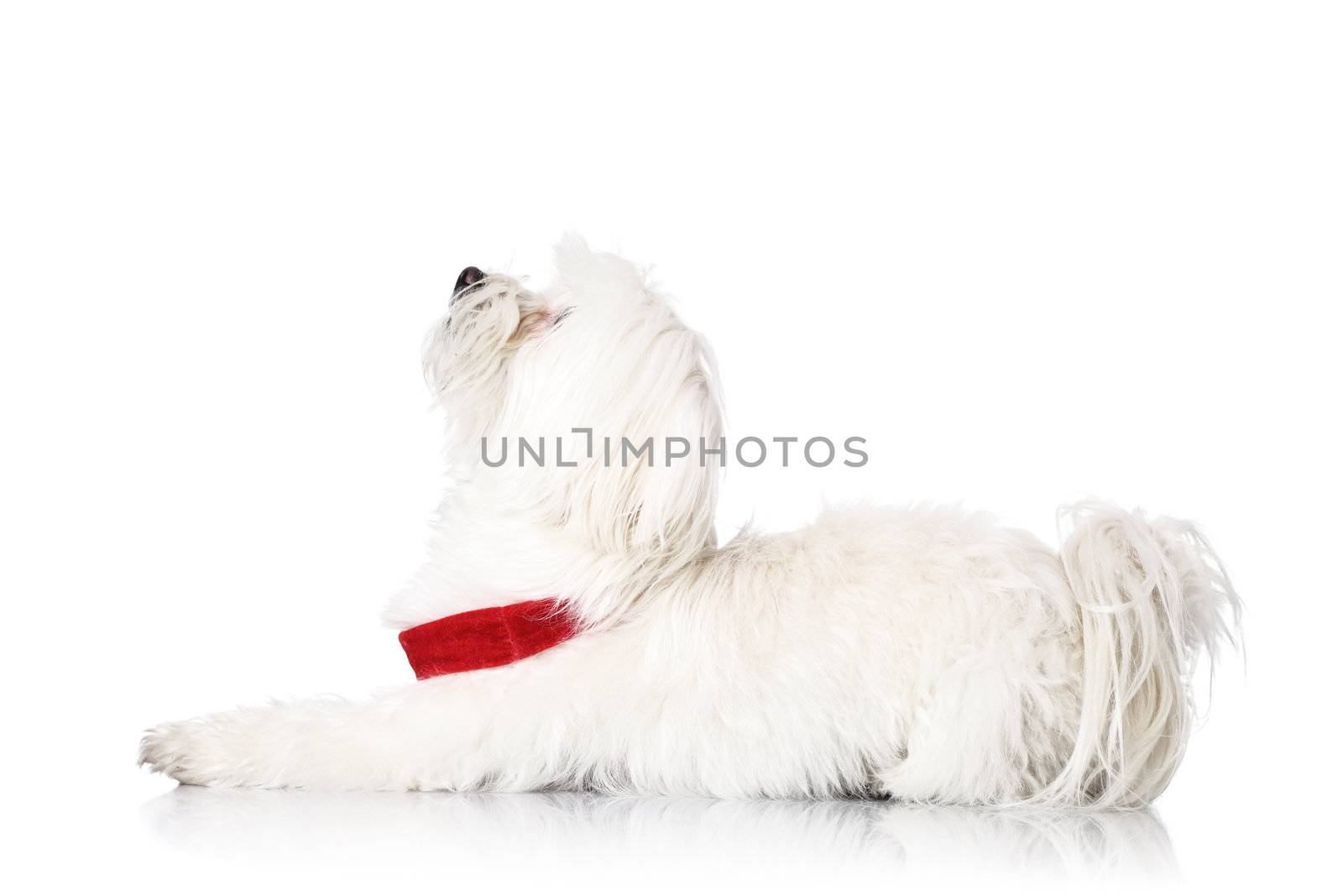 Bichon puppy with red collar isolated on white