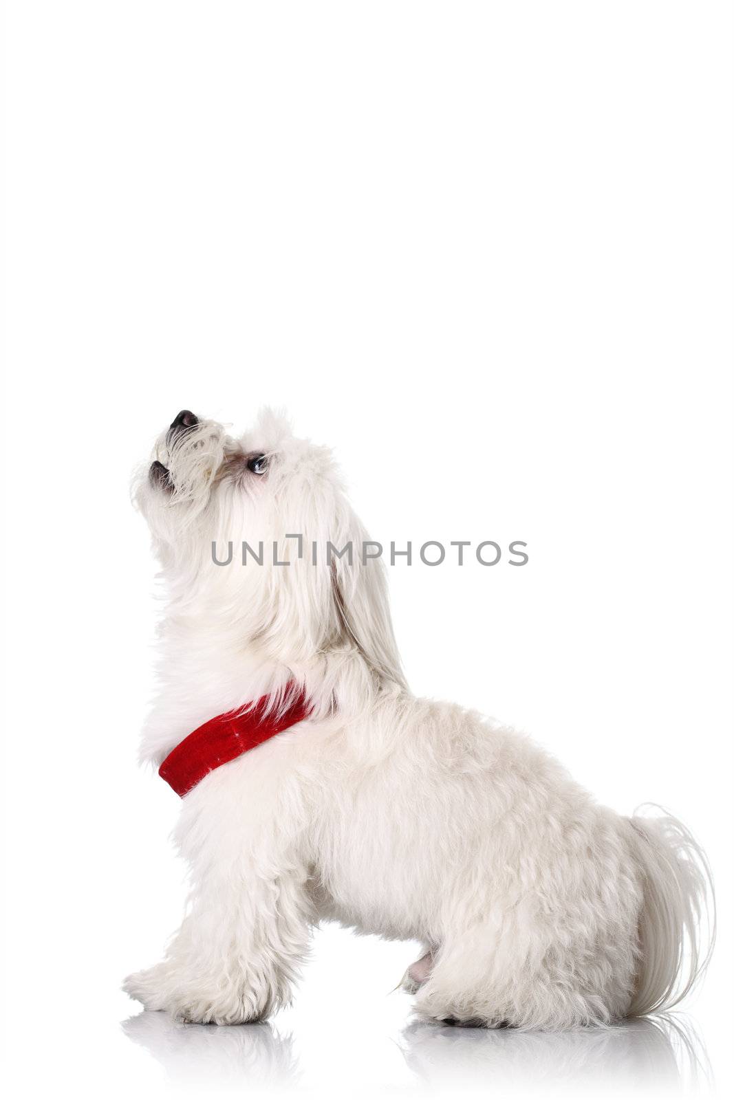 Bichon puppy with red collar isolated on white