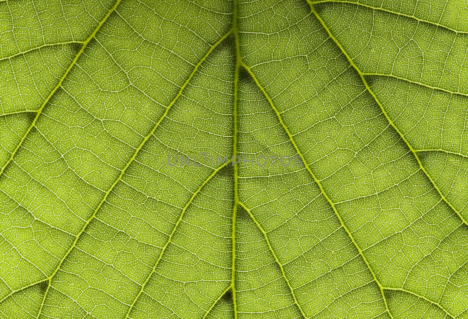 Leaf background horizontal by Gbuglok