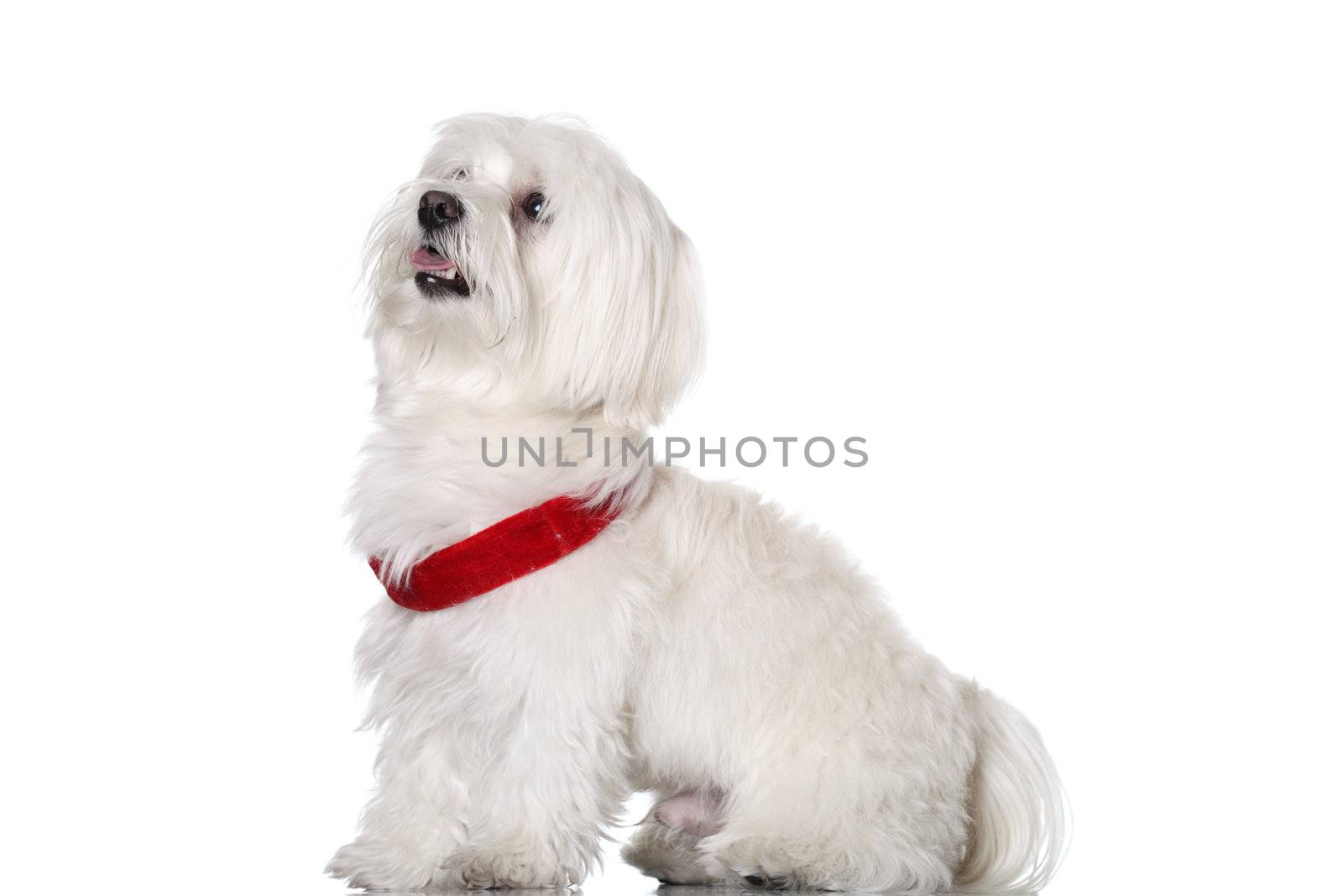 Bichon puppy with red collar isolated on white