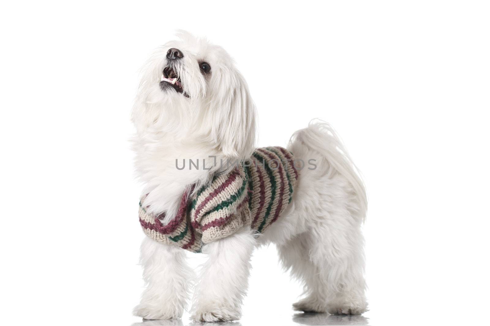 Bichon puppy with clothes isolated on white