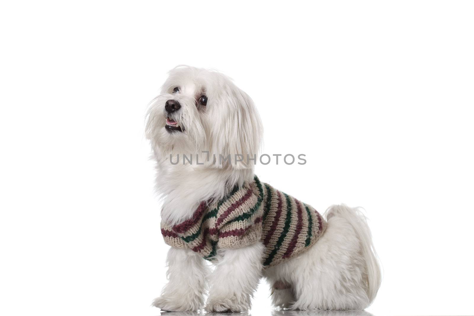 Bichon puppy with clothes isolated on white