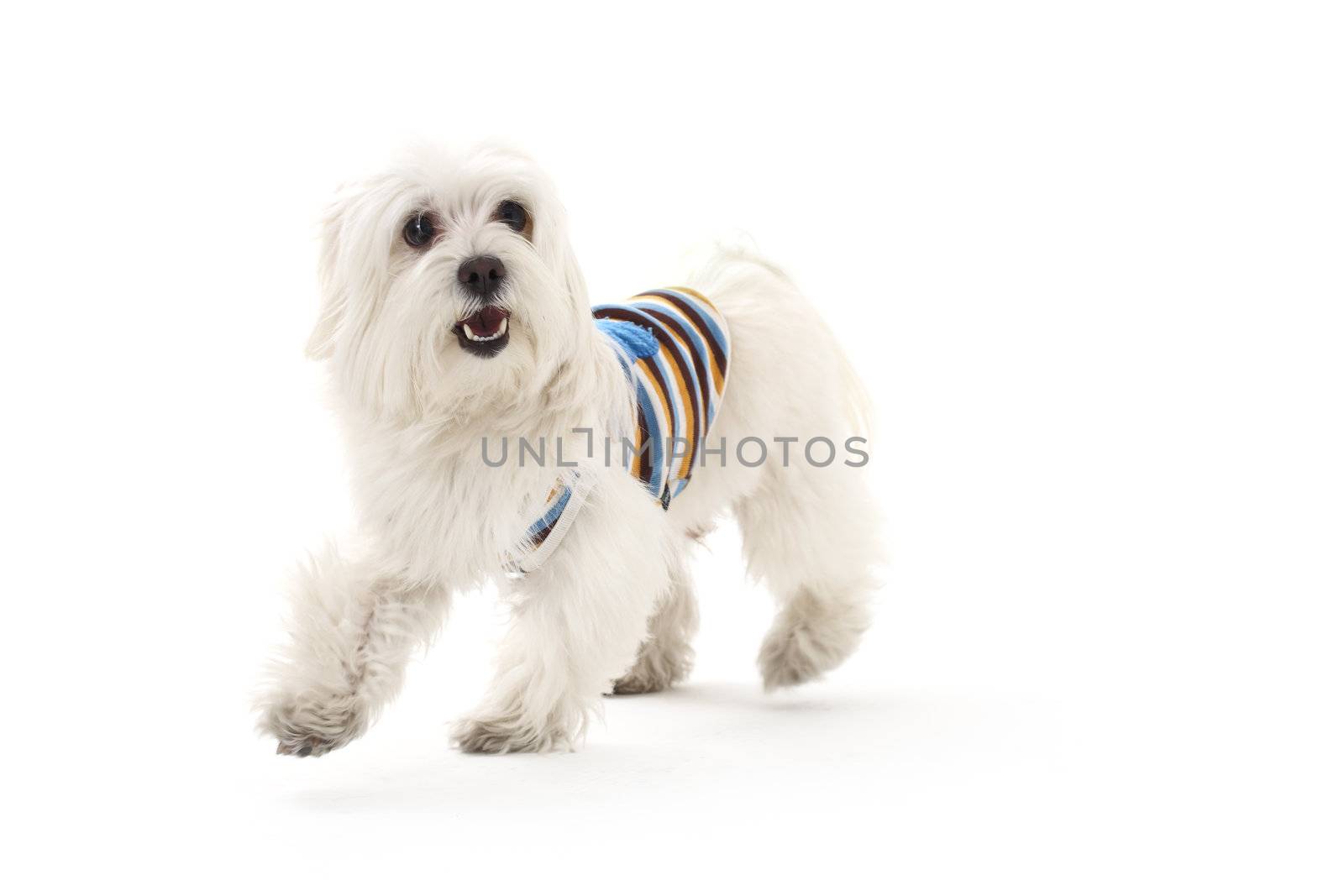 Bichon puppy with clothes isolated on white